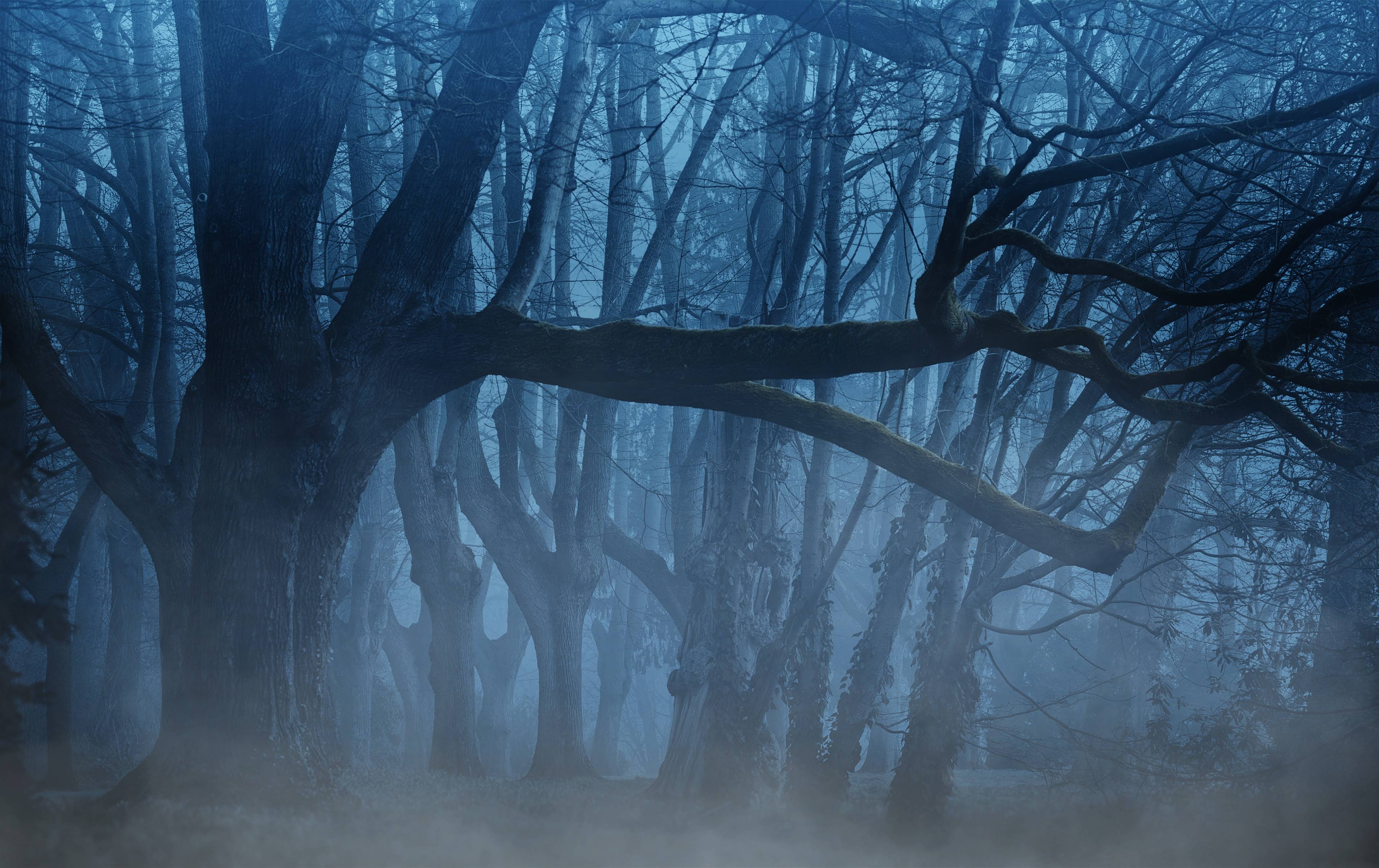 A forest with fog and trees - Forest, fog, foggy forest