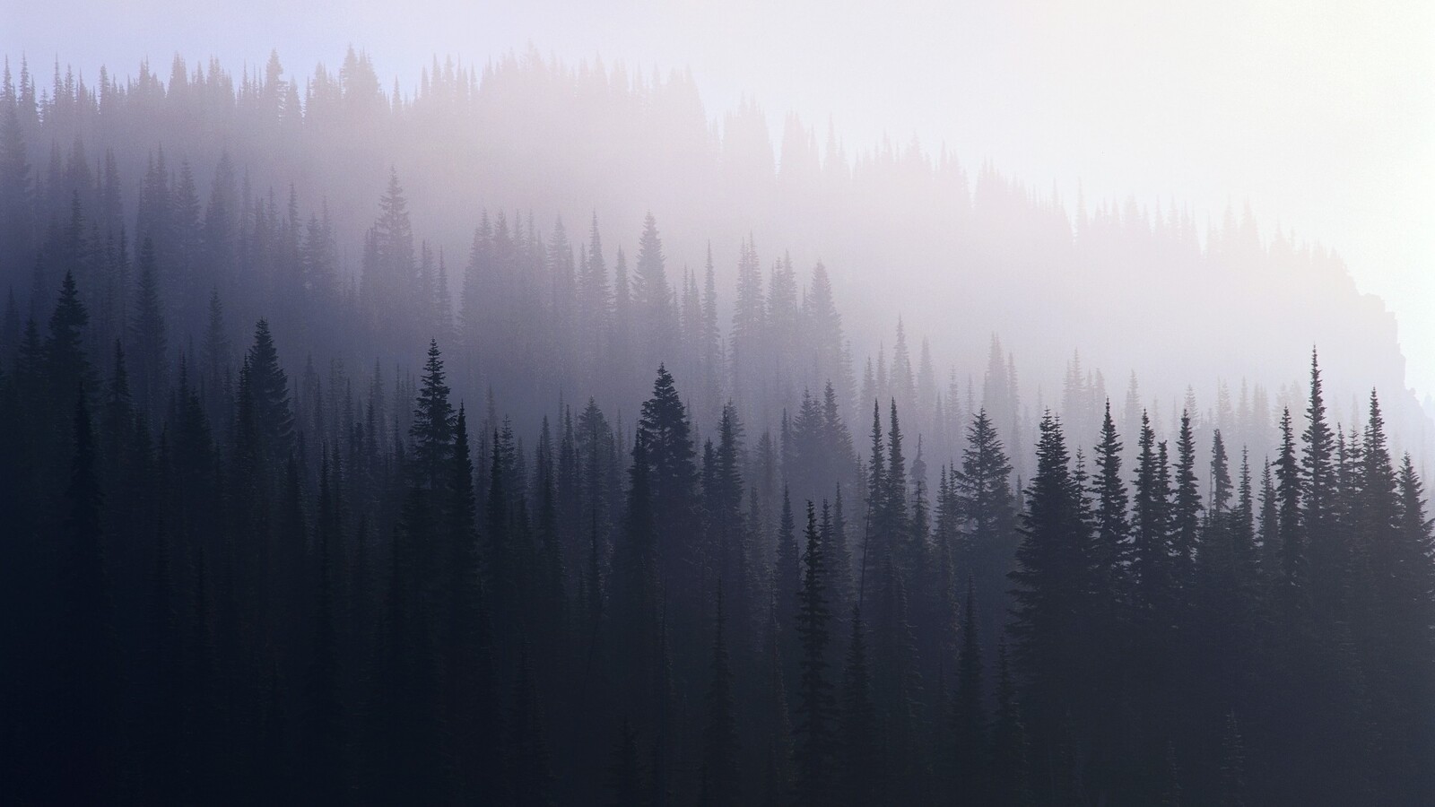 A mountain with trees and fog in the background - Forest