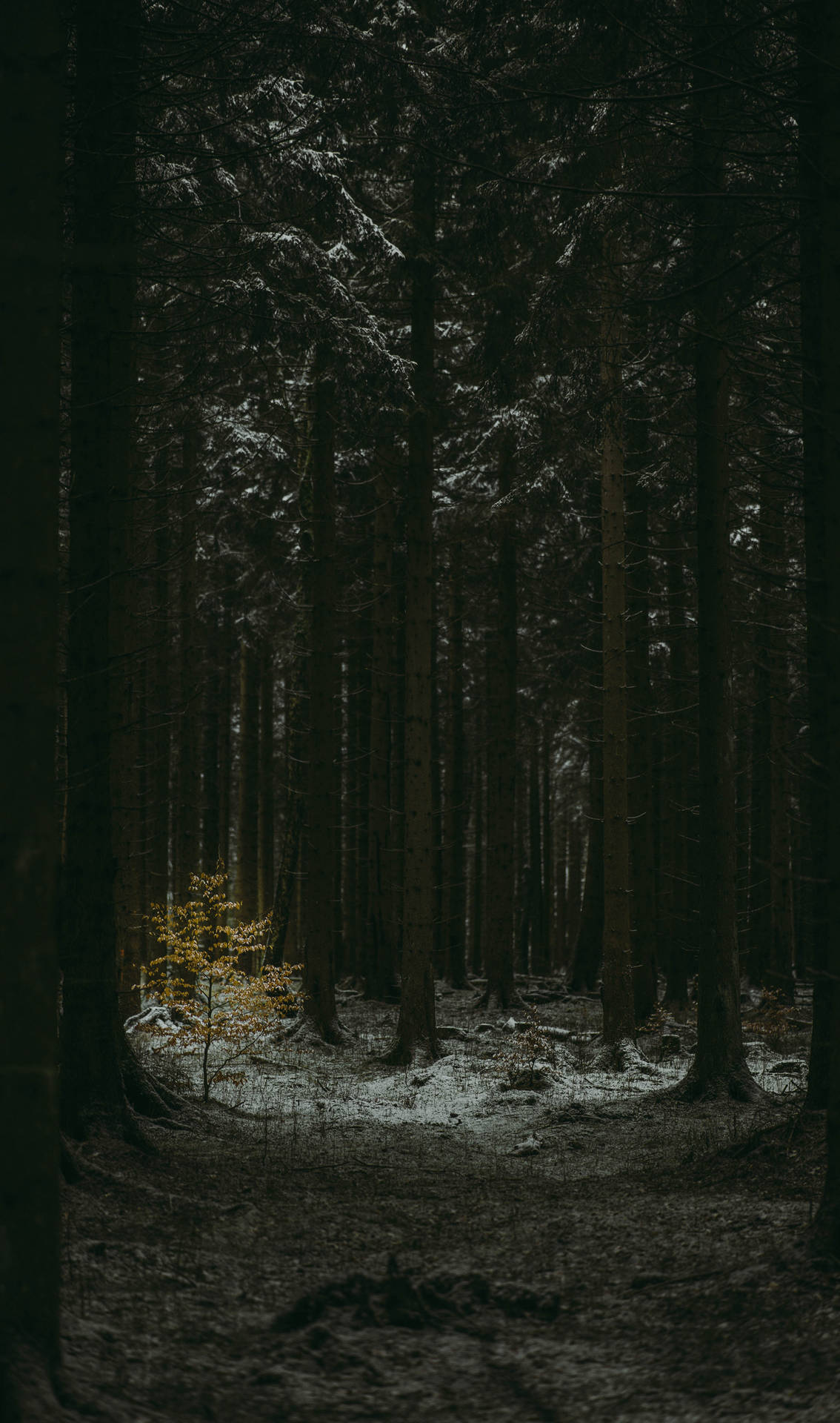 Download Slender Tree Trunks Dark Forest Wallpaper