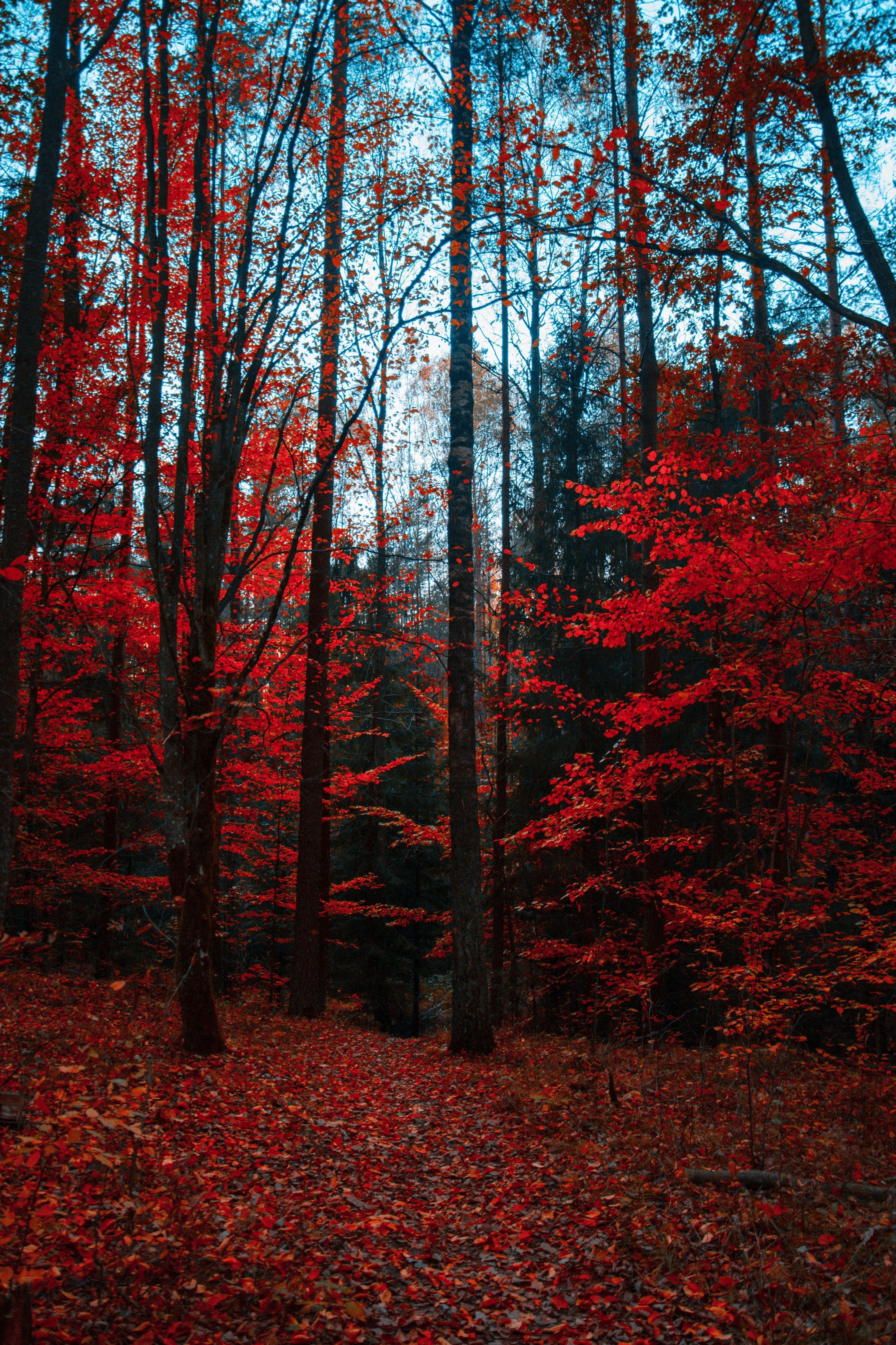 A path through the woods with red leaves - Forest, woods