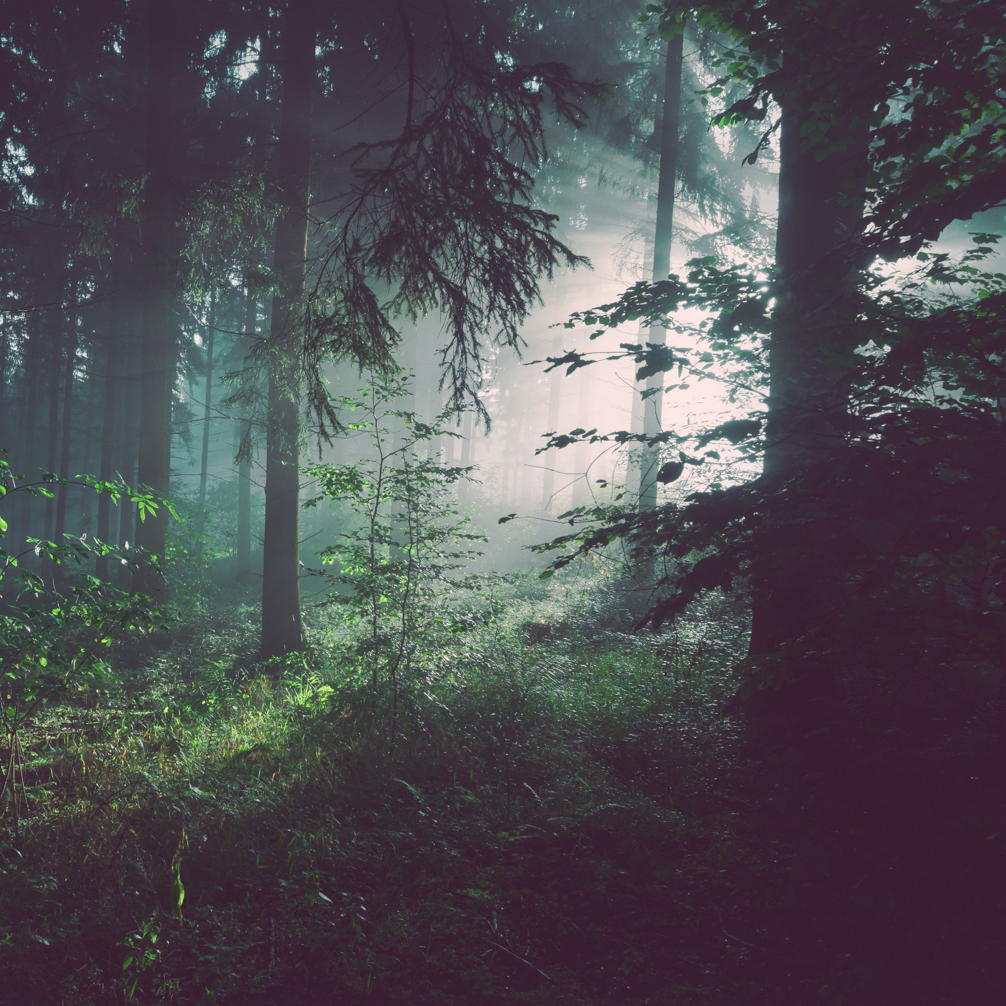 Download wallpaper 3415x3415 forest, trees, fog ipad pro 12.9 retina for parallax HD background