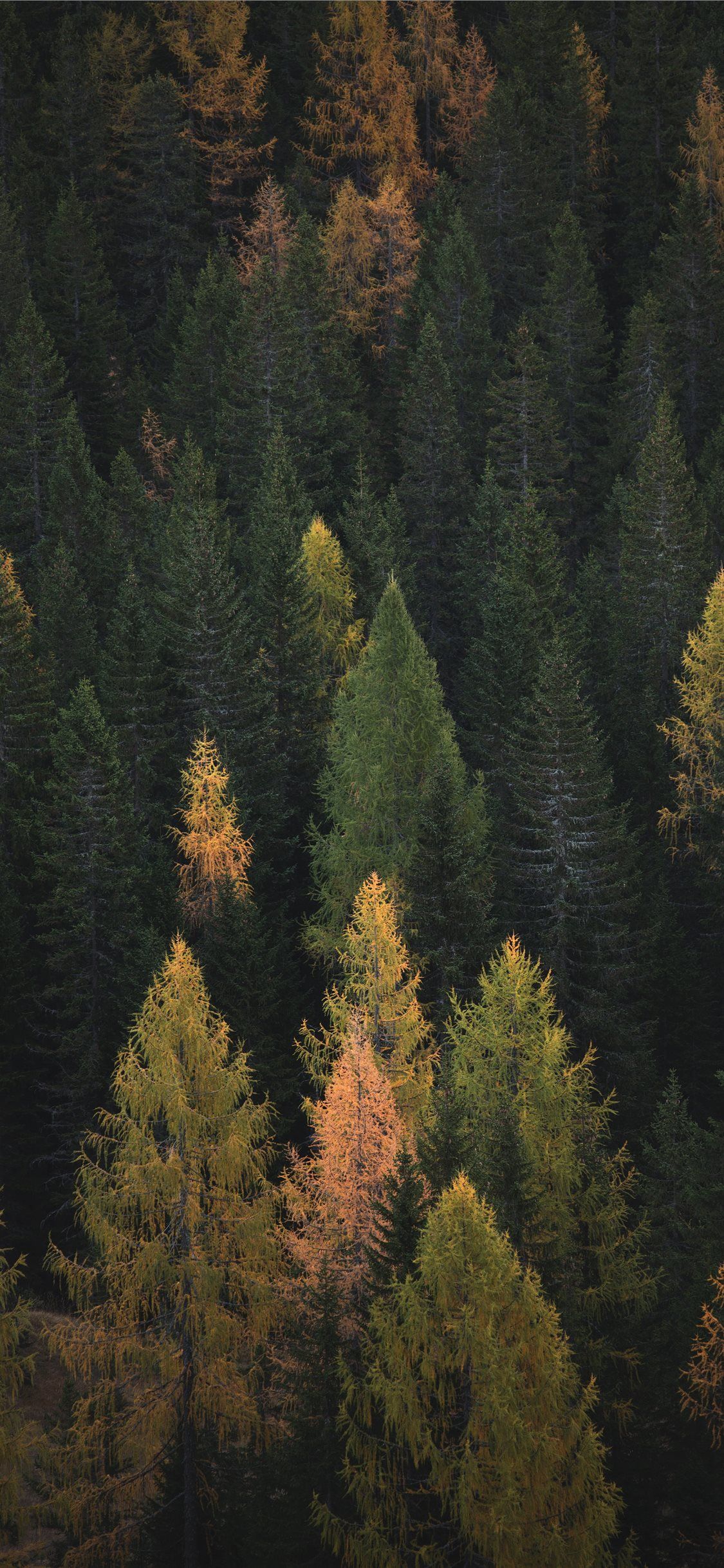 A forest of evergreen trees with a few trees in the foreground that have turned yellow - Forest
