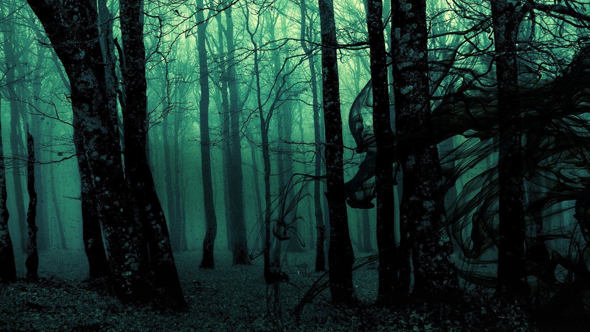 A dark forest with trees and fog - Dark green, forest, foggy forest, woods