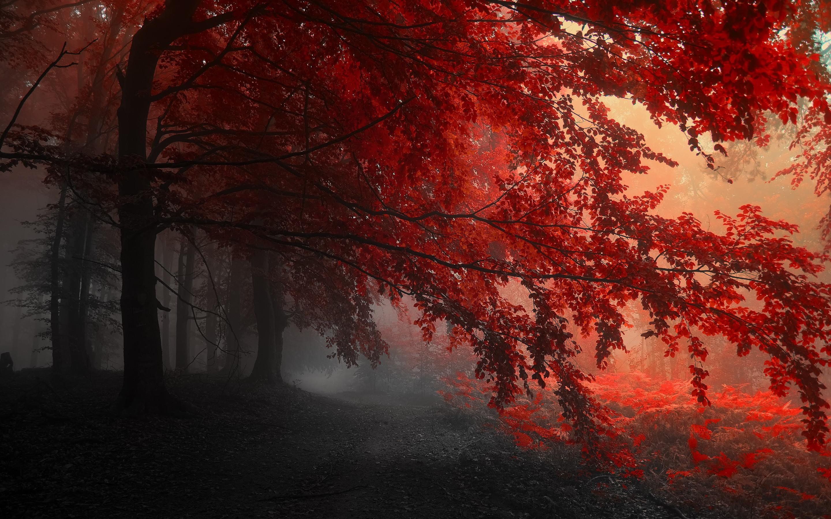 landscape, Nature, Tree, Forest, Woods, Autumn Wallpaper HD / Desktop and Mobile Background