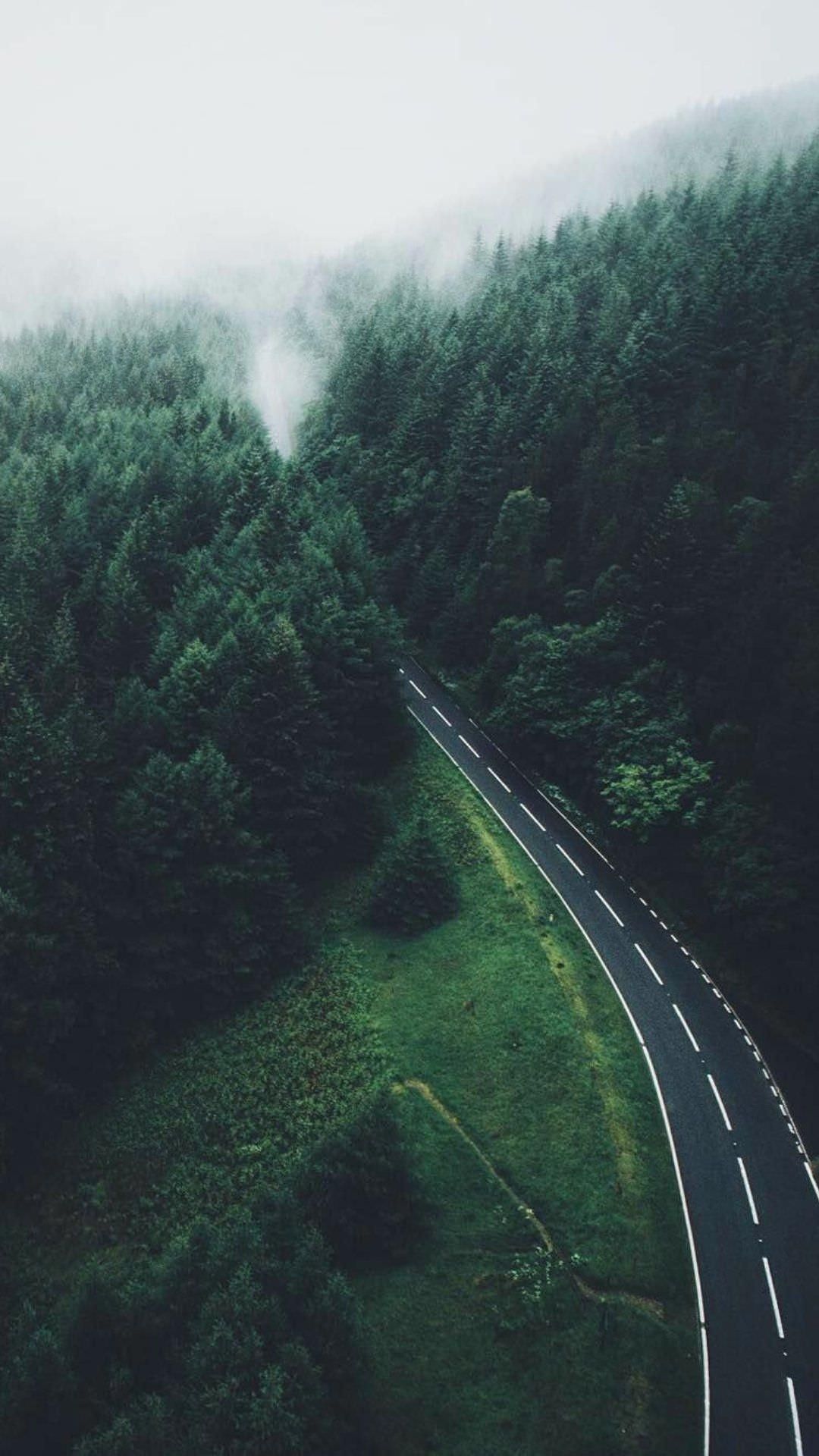 Nature Road Green Forest IPhone Wallpaper Wallpaper : iPhone Wallpaper