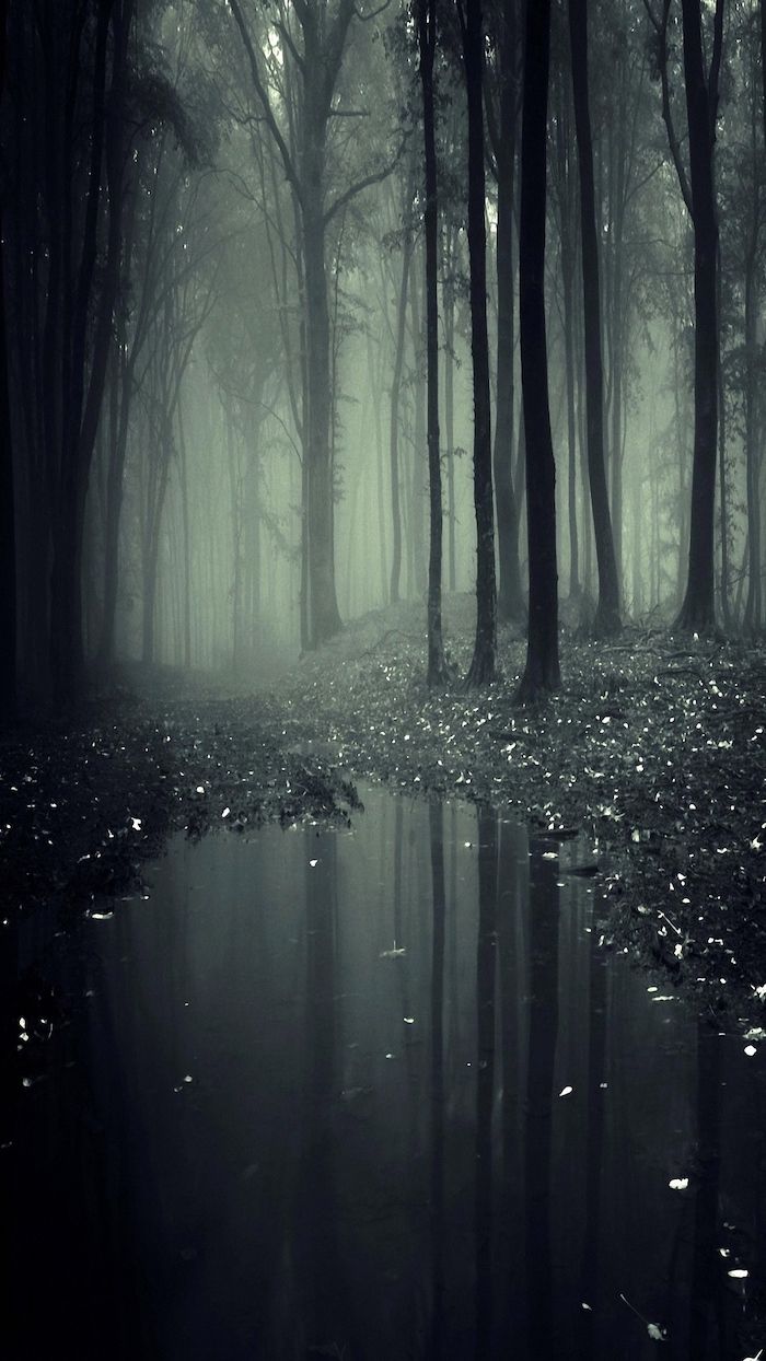 A dark forest with water in the middle - Forest, foggy forest, fog