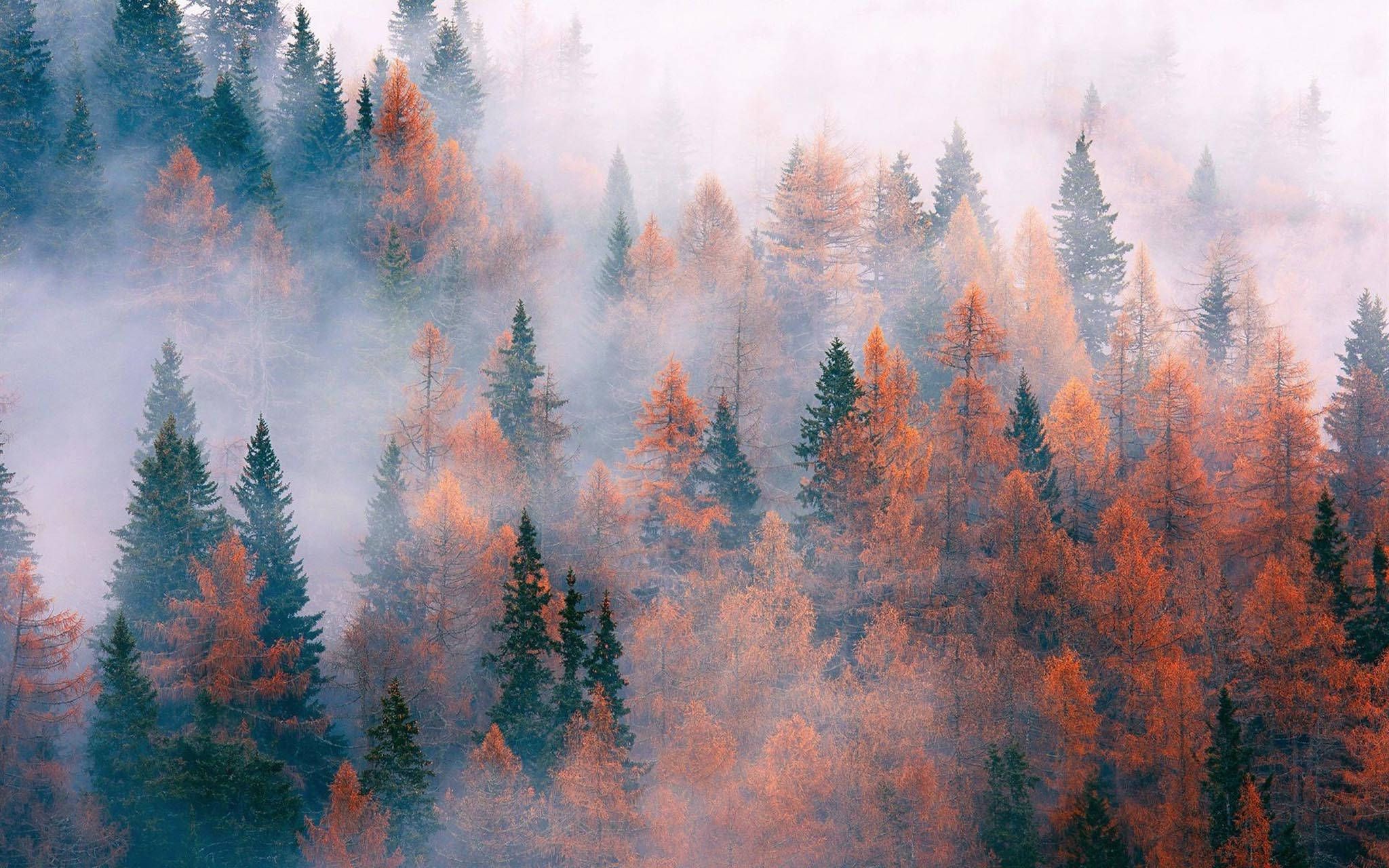 A forest of trees in autumn colors, with fog in the background. - Forest, nature, fog, foggy forest