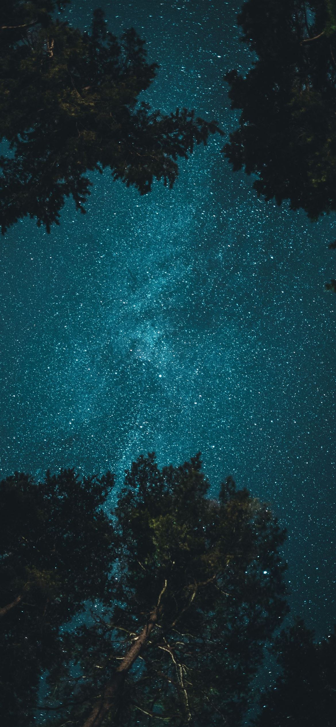 A night sky with stars above a forest of trees. - Forest