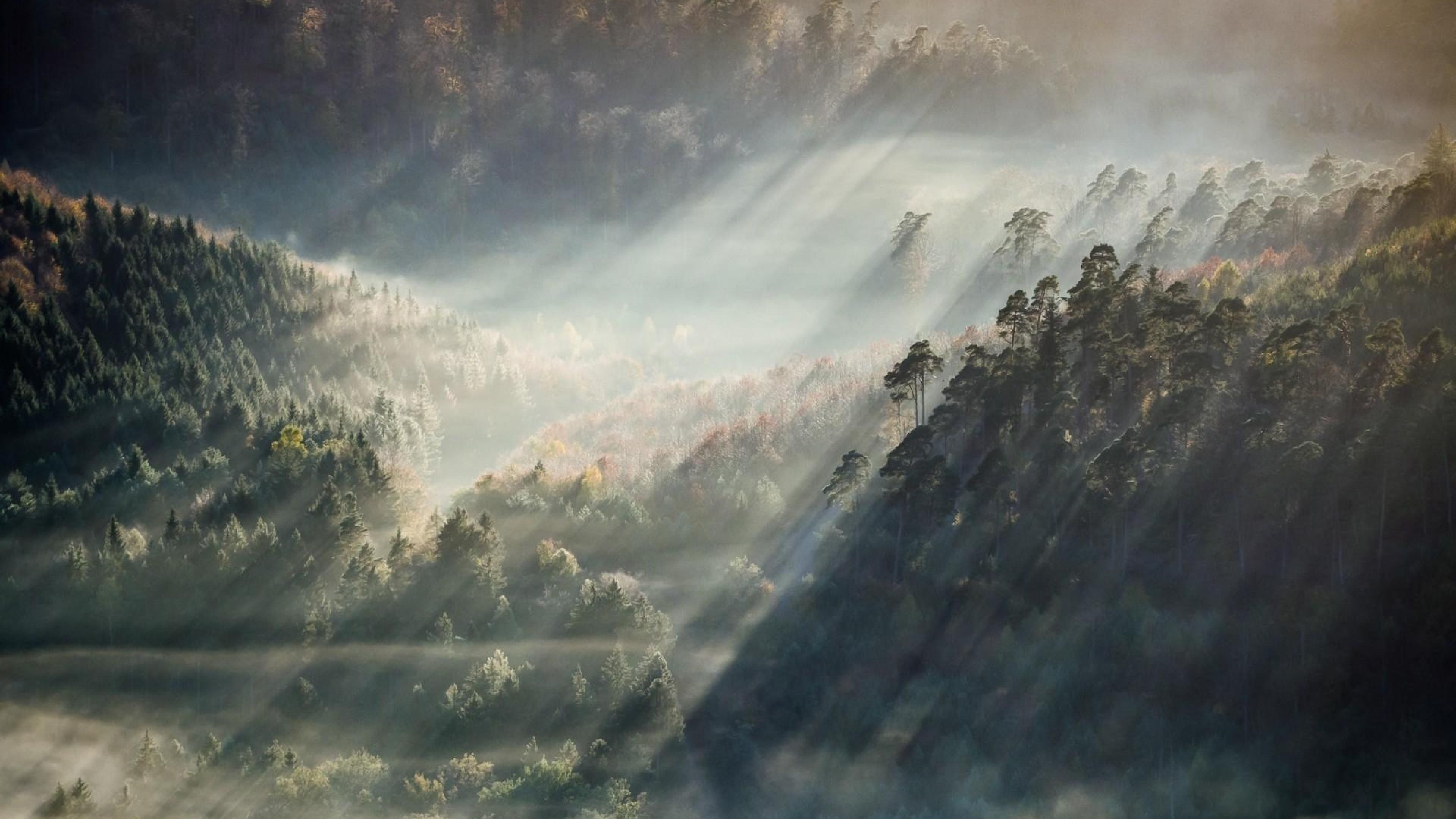 Sunlight shining through the trees in a forest. - Forest, fog, foggy forest, nature