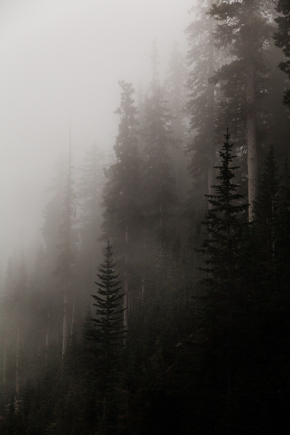 Free download forest covered in fog Foggy forest Forest wallpaper Dark [1000x1500] for your Desktop, Mobile & Tablet. Explore Foggy Aesthetic Wallpaper. Foggy Forest iPhone Wallpaper, Foggy Lake Wallpaper