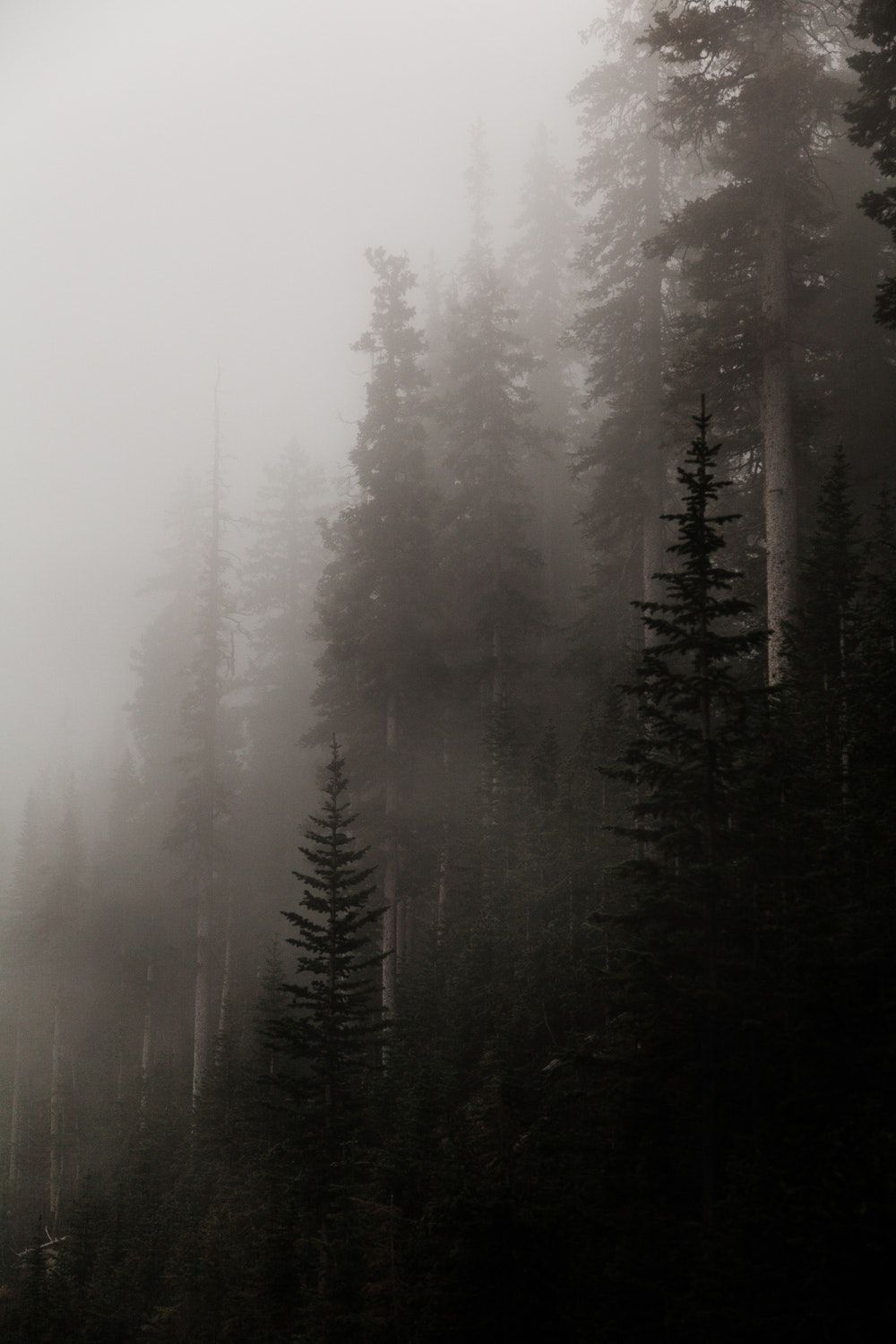 A train is going through the fog - Forest, foggy forest, fog