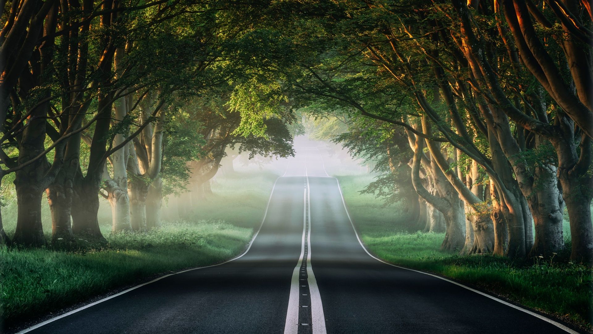 Forest Road Mist Avenue Trees Plants Green Spring Foggy