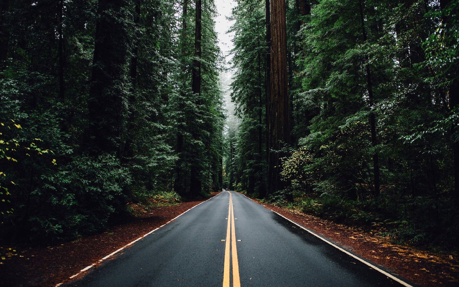 Aesthetic Road With Trees Wallpaper