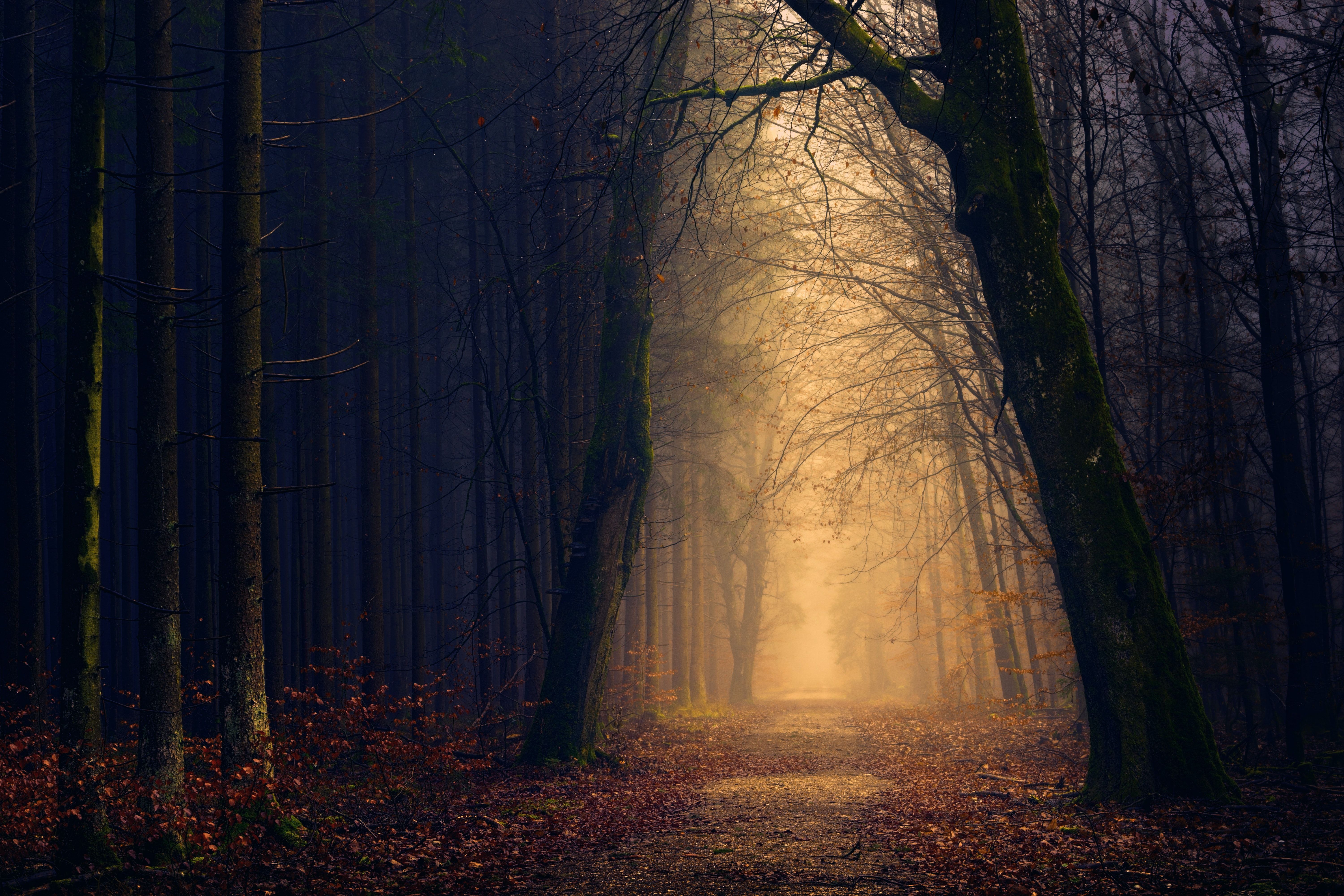 Dark Forest Photo, Download Free Dark Forest & HD Image