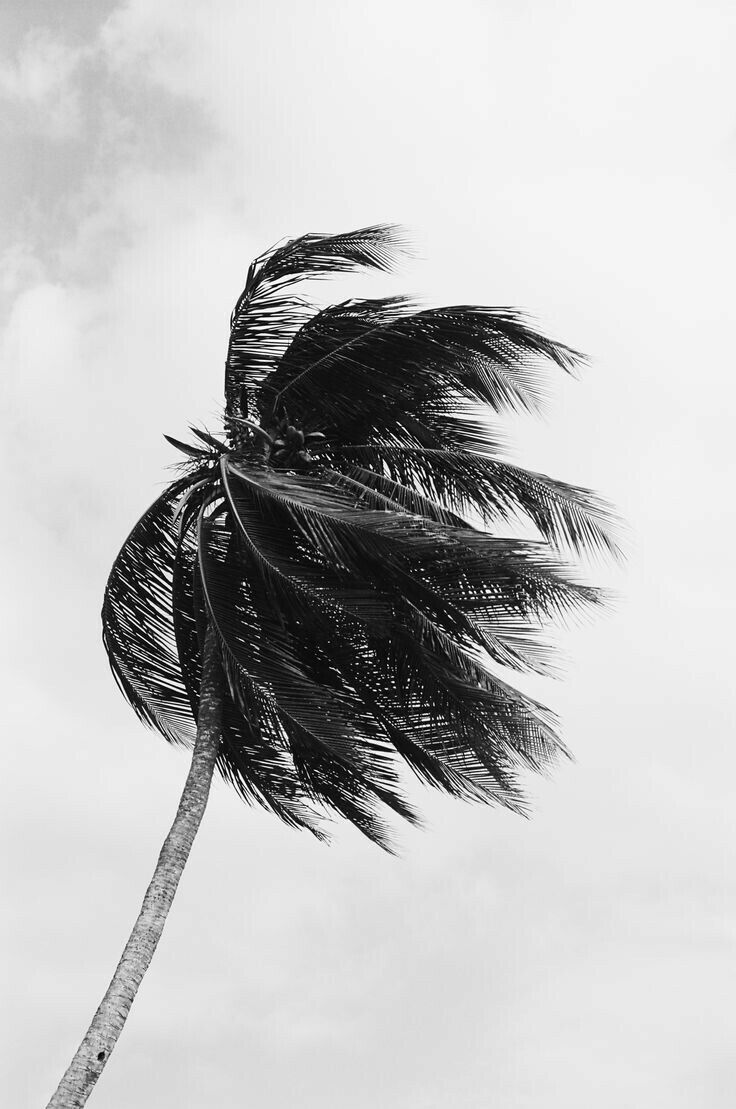 A black and white photo of palm trees - Black and white