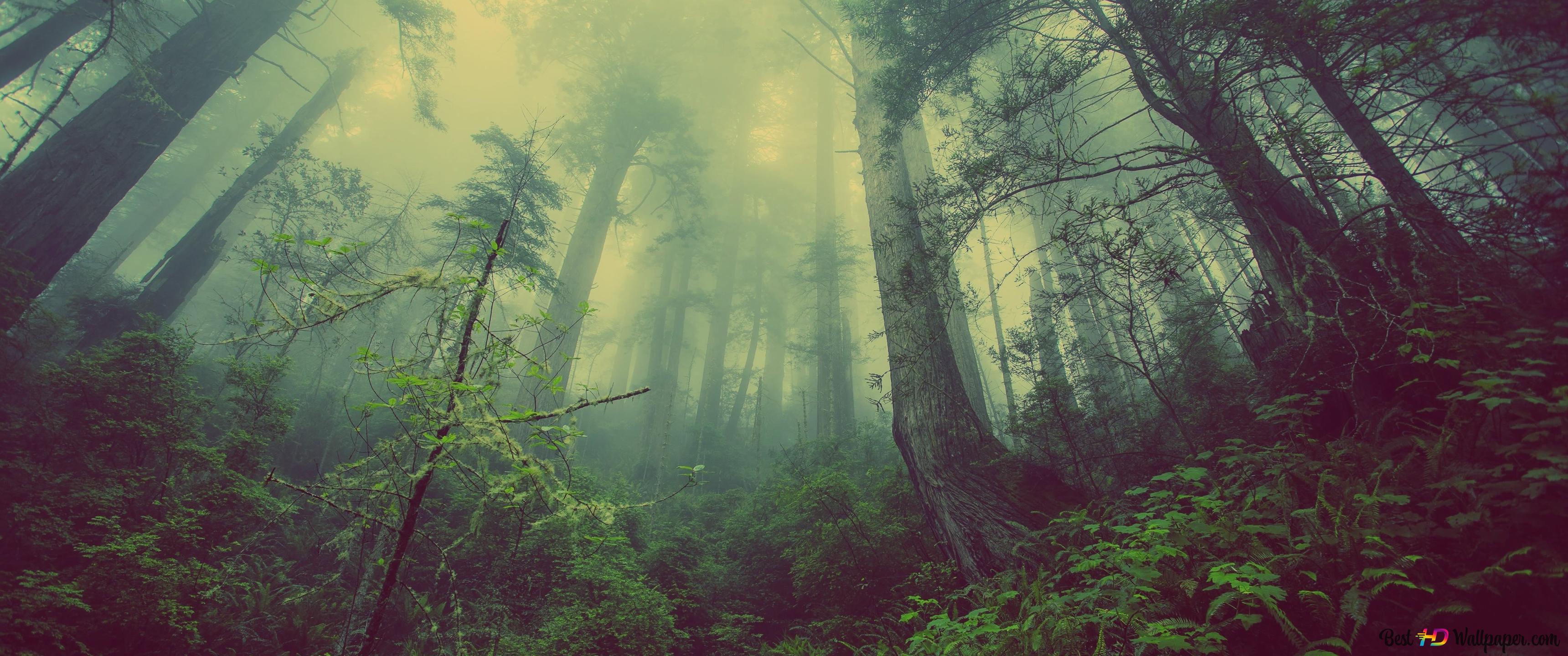 A forest with trees and fog - Forest, fog