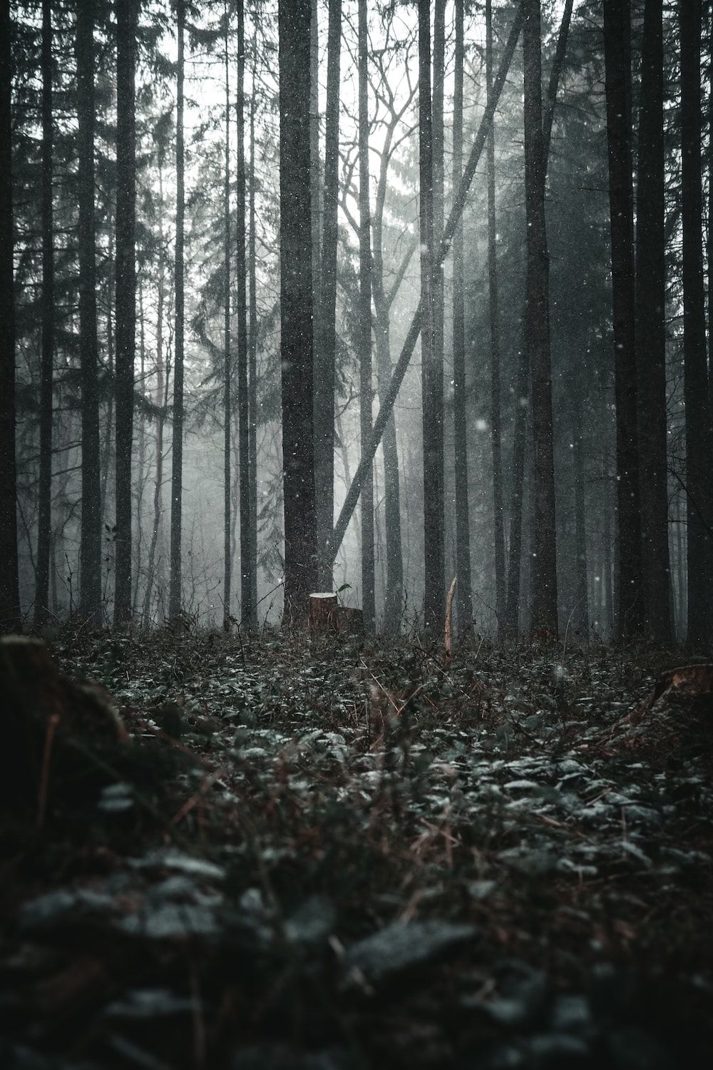 A dark forest with trees and leaves - Forest