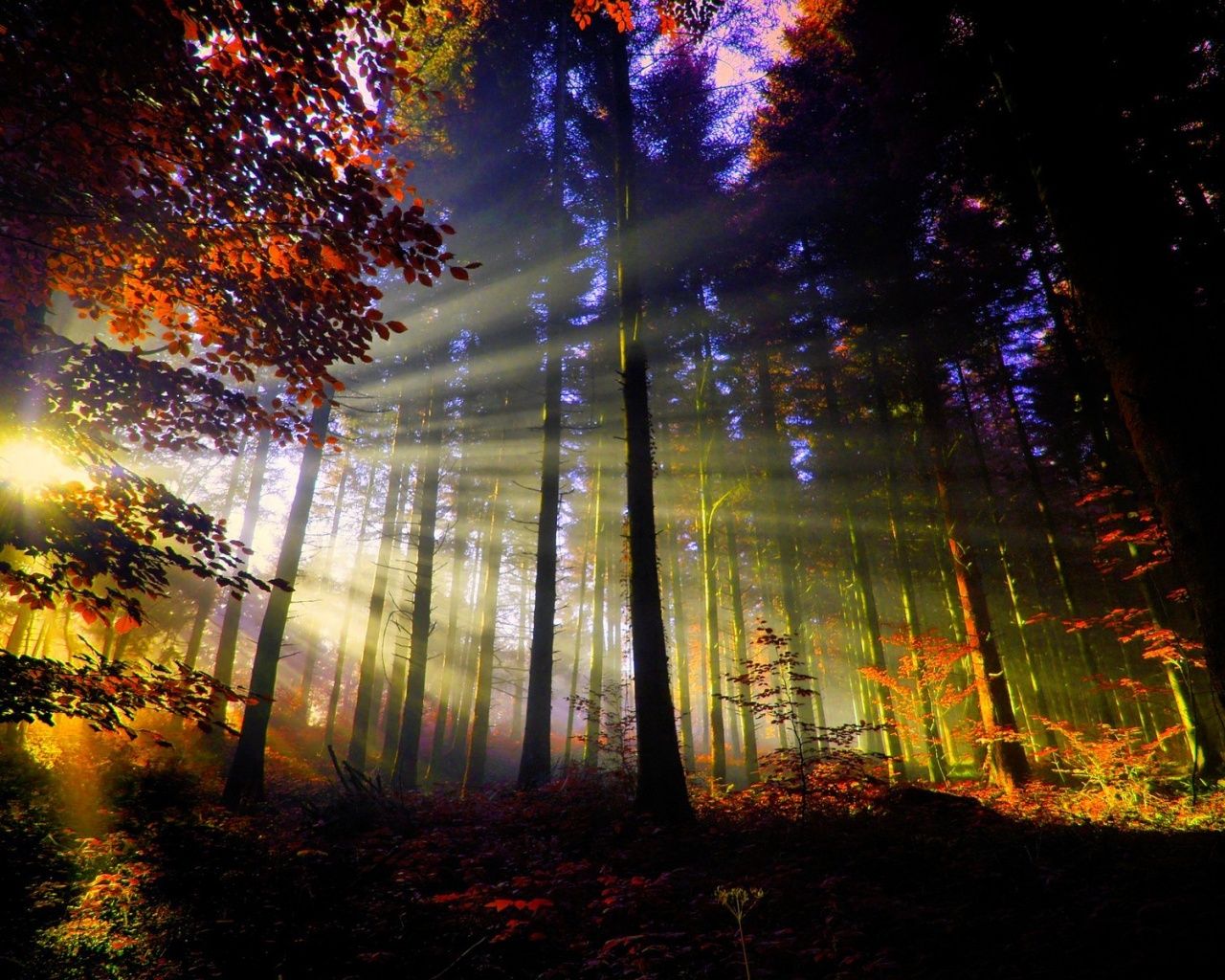A sun shining through the trees in an autumn forest - Forest