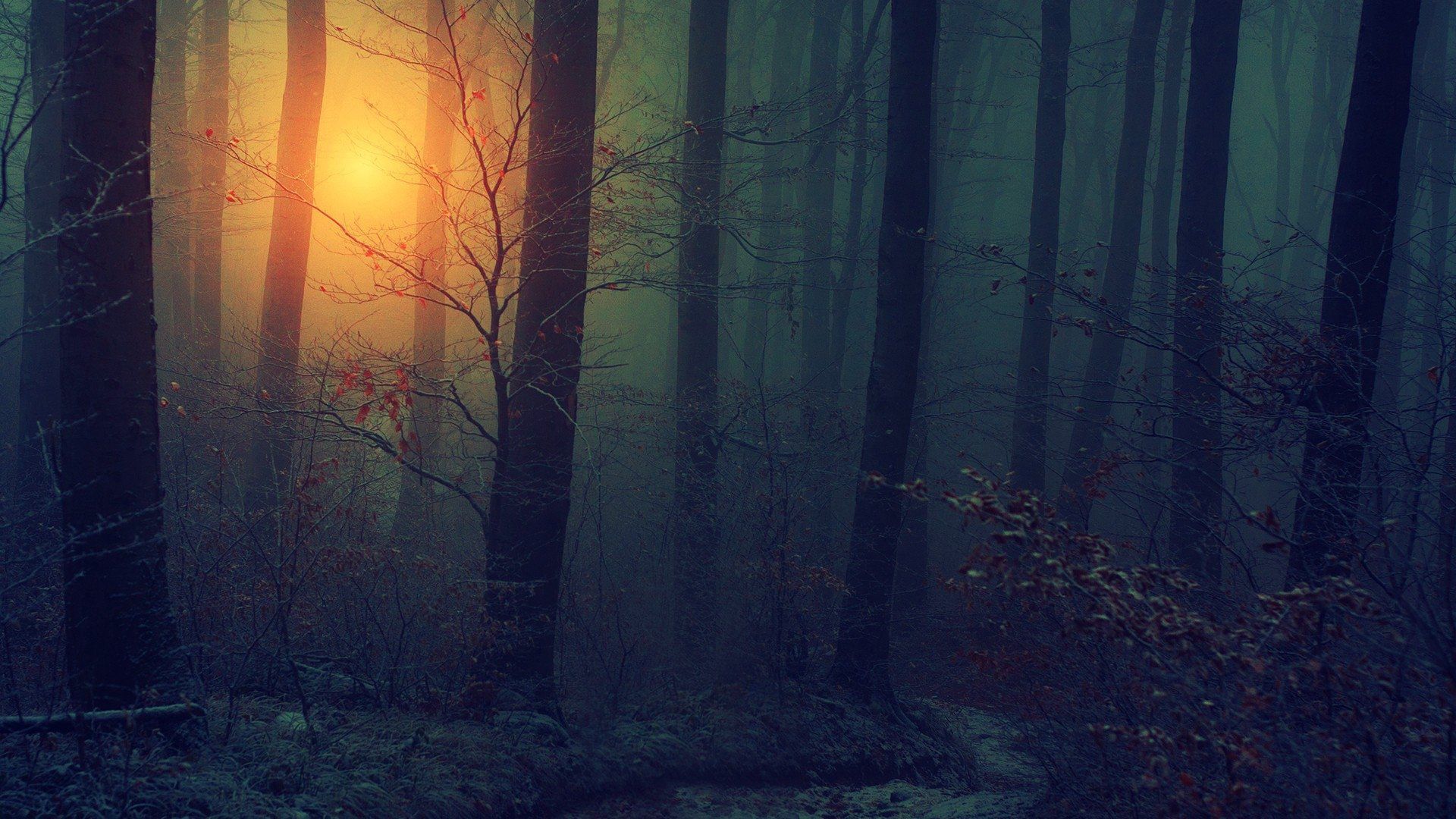 A sunset in the woods with trees - Dark, forest, fog, foggy forest, woods