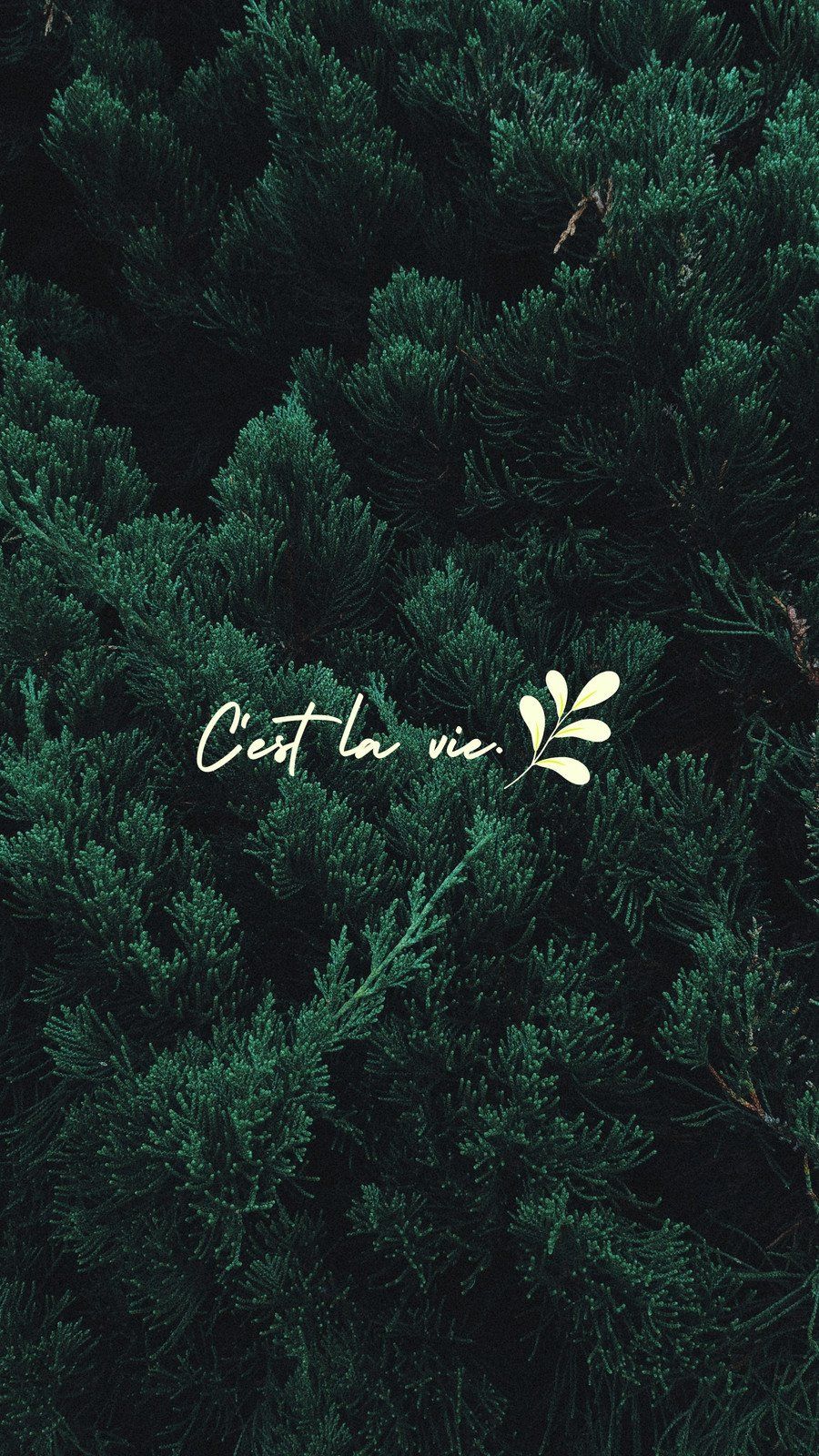 A green tree with gold lettering on it - Soft green, profile picture, forest, simple, travel, nature, dark green, phone, pastel green, science, plants, school, black phone, trippy, Android, jungle
