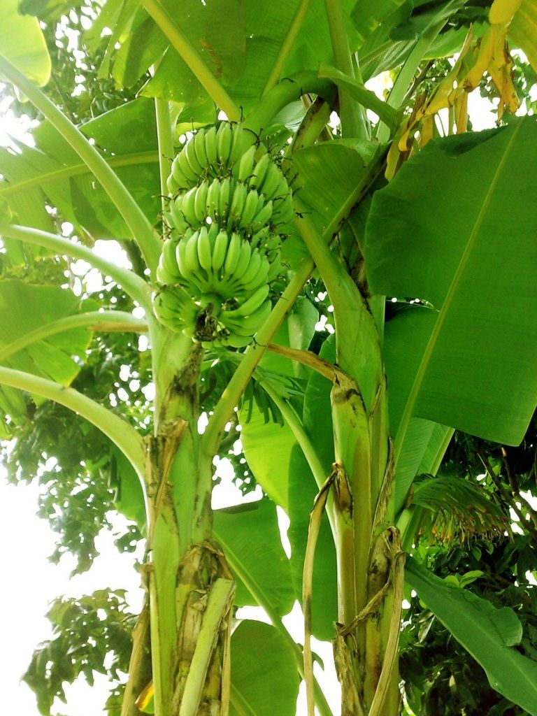 A bunch of bananas growing on the tree - Banana