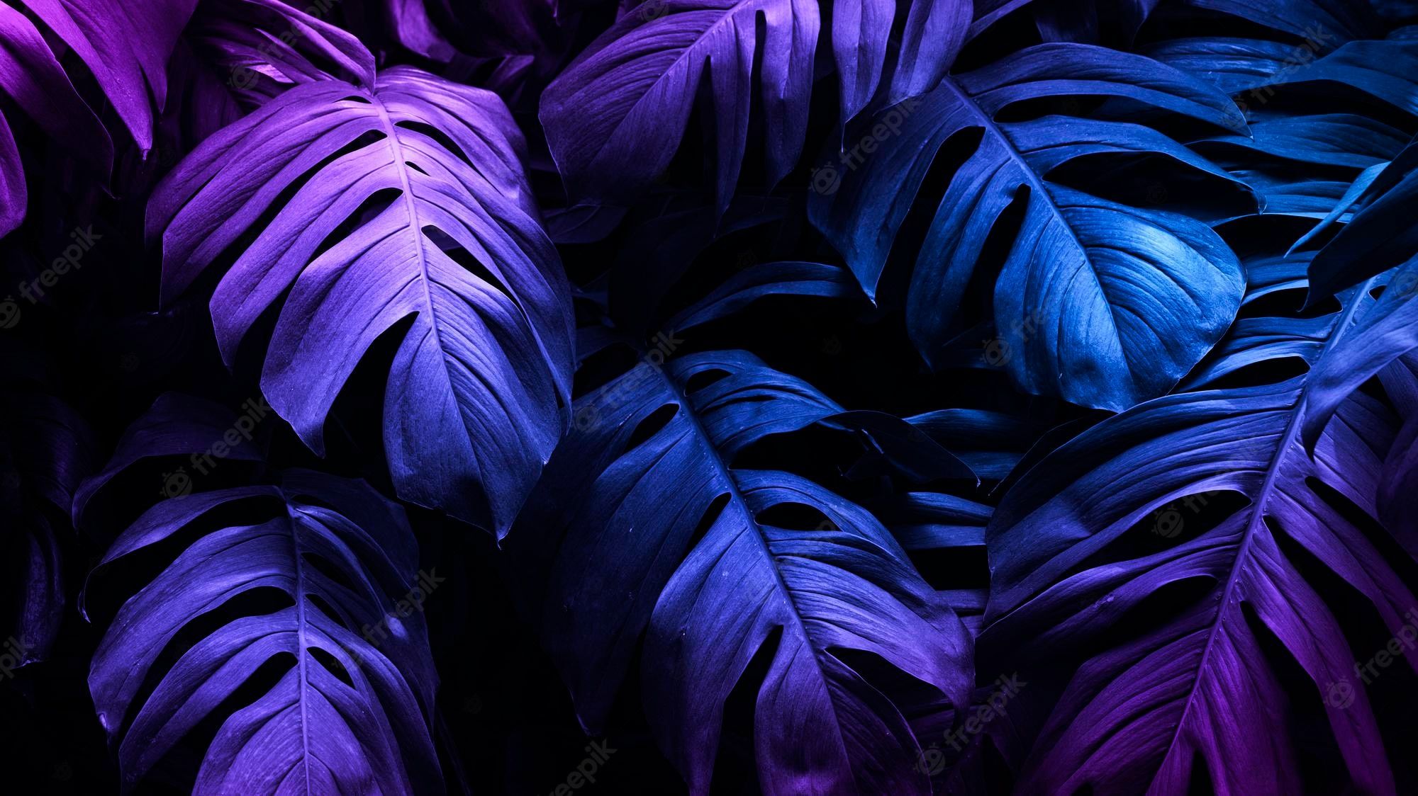 Tropical leaves with a purple and blue gradient - Neon blue