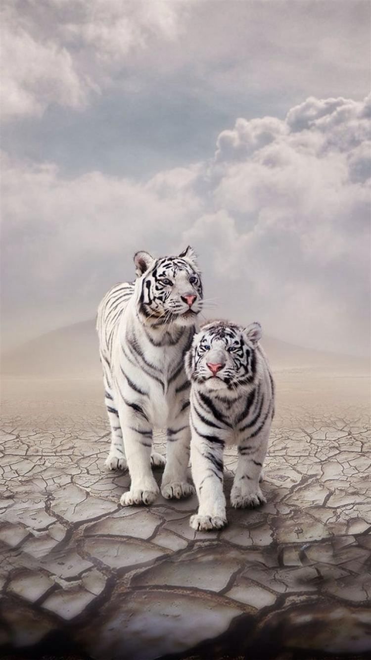 A couple of tigers standing on the ground - Tiger