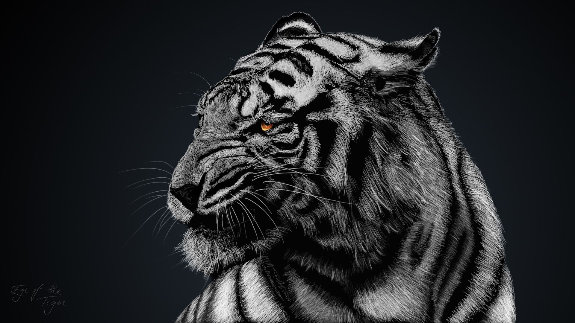 A black and white tiger wallpaper - Tiger