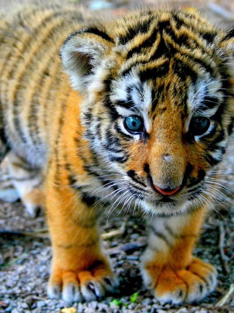 A baby tiger cub with blue eyes. - Tiger