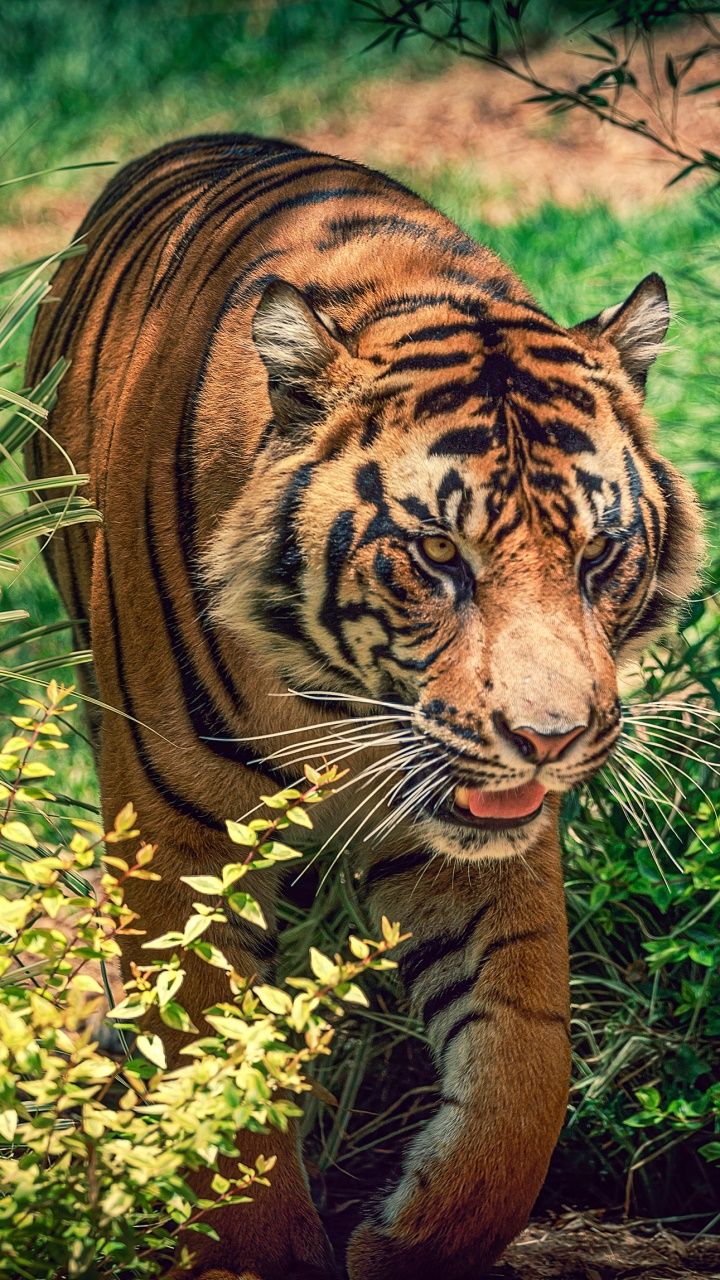 A tiger walking through the grass and plants. - Tiger