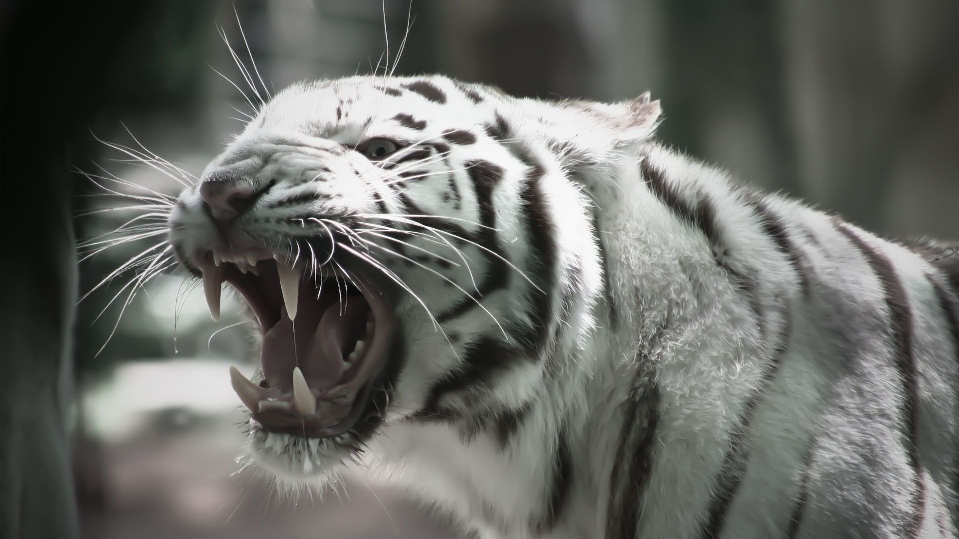 White tiger showing its teeth in the zoo - Tiger