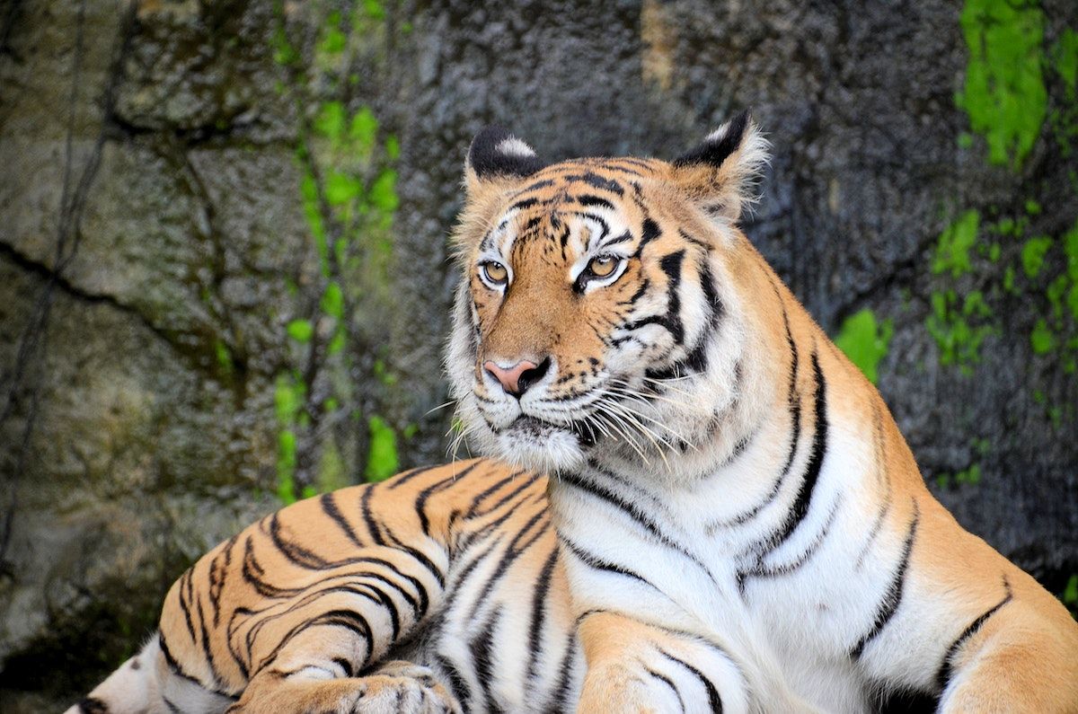 A tiger sitting on the ground near rocks - Tiger