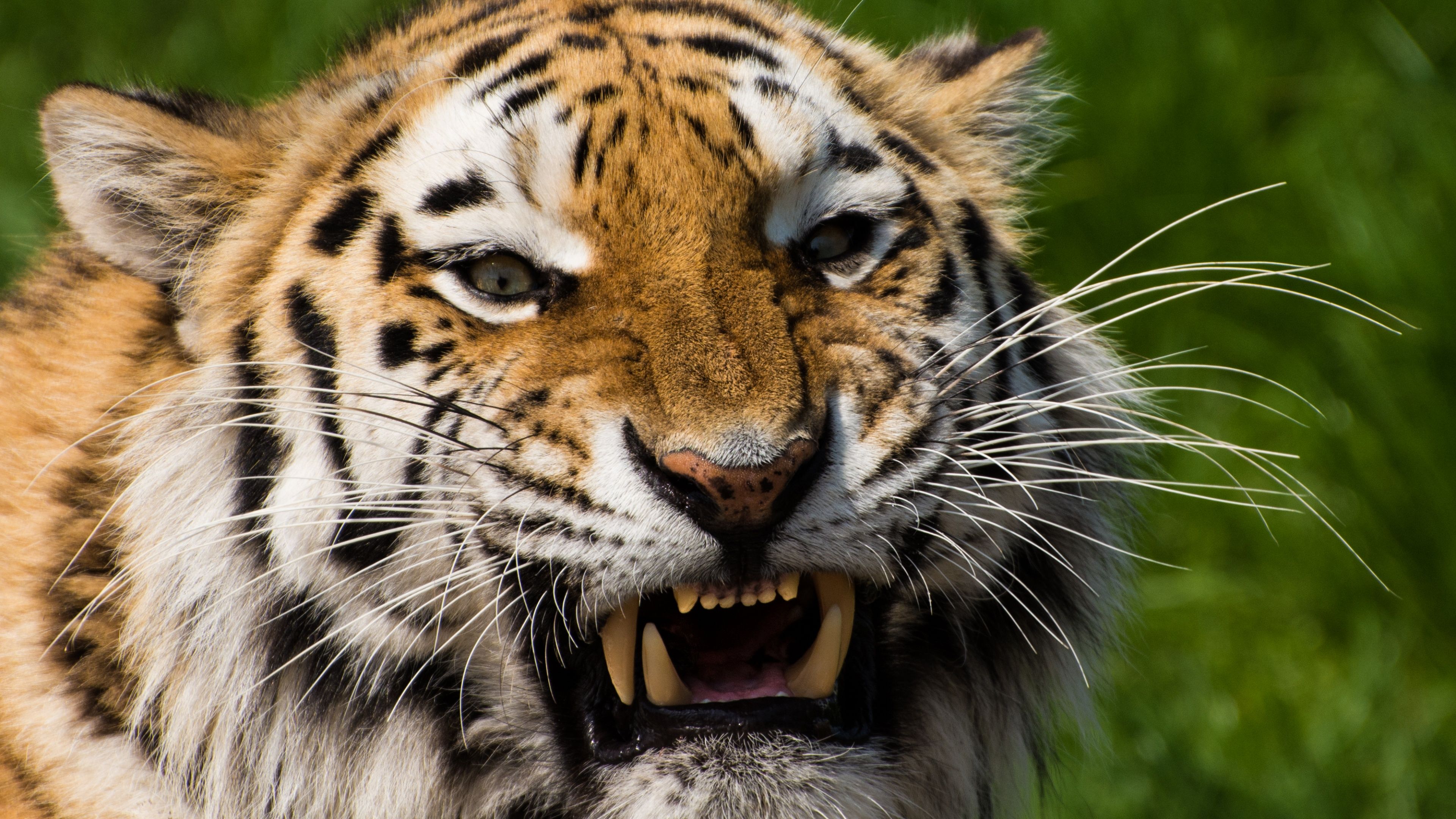 A tiger with its mouth open and teeth bared - Tiger