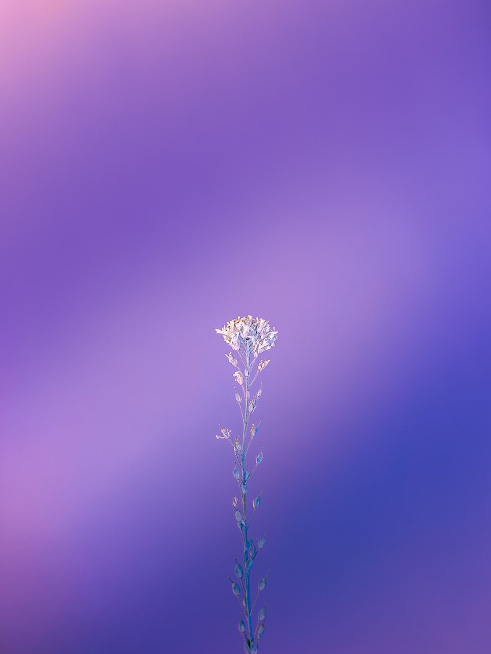 A flower is in the middle of an image - Indigo