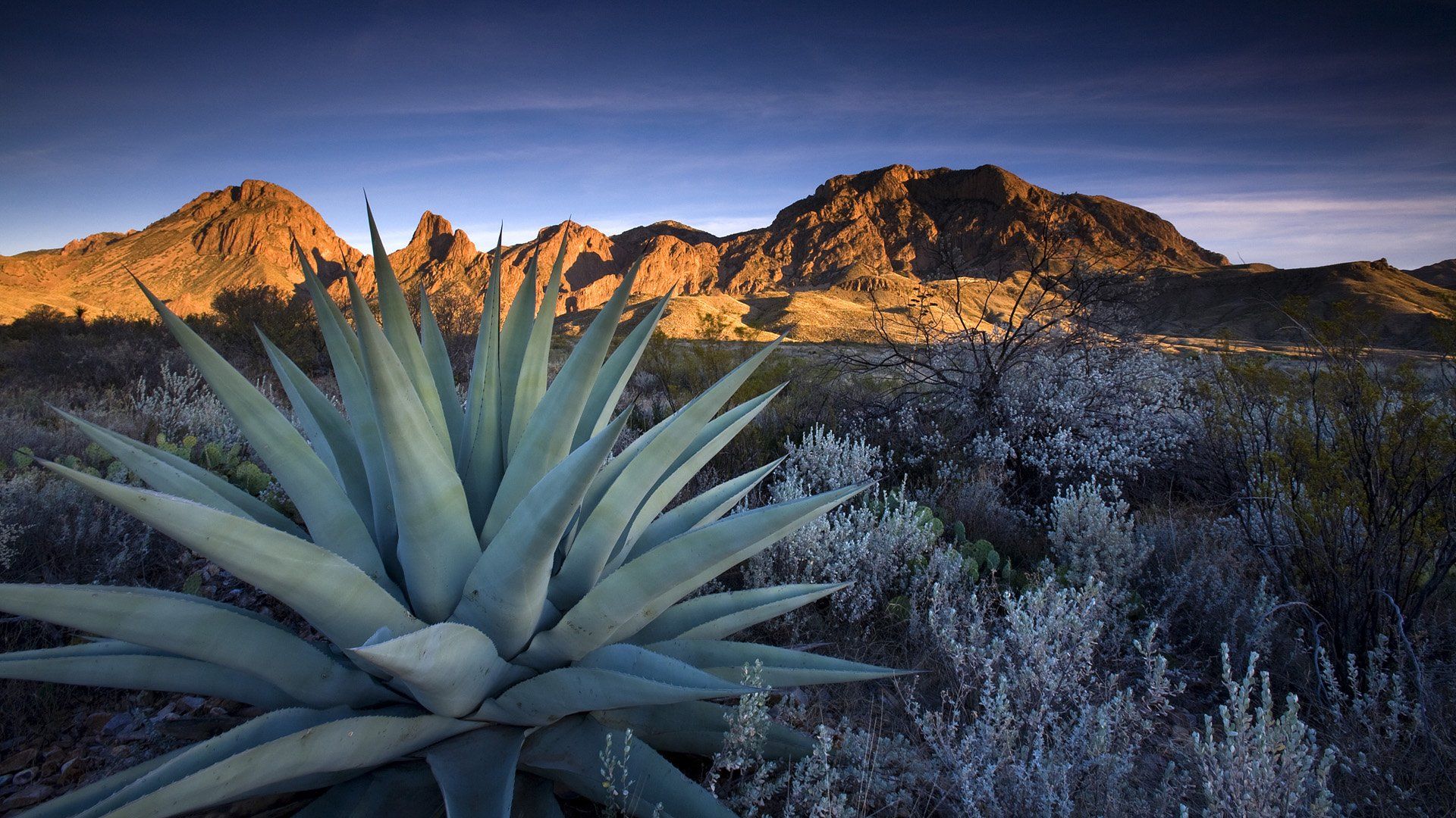 A desert plant with mountains in the background. - Texas
