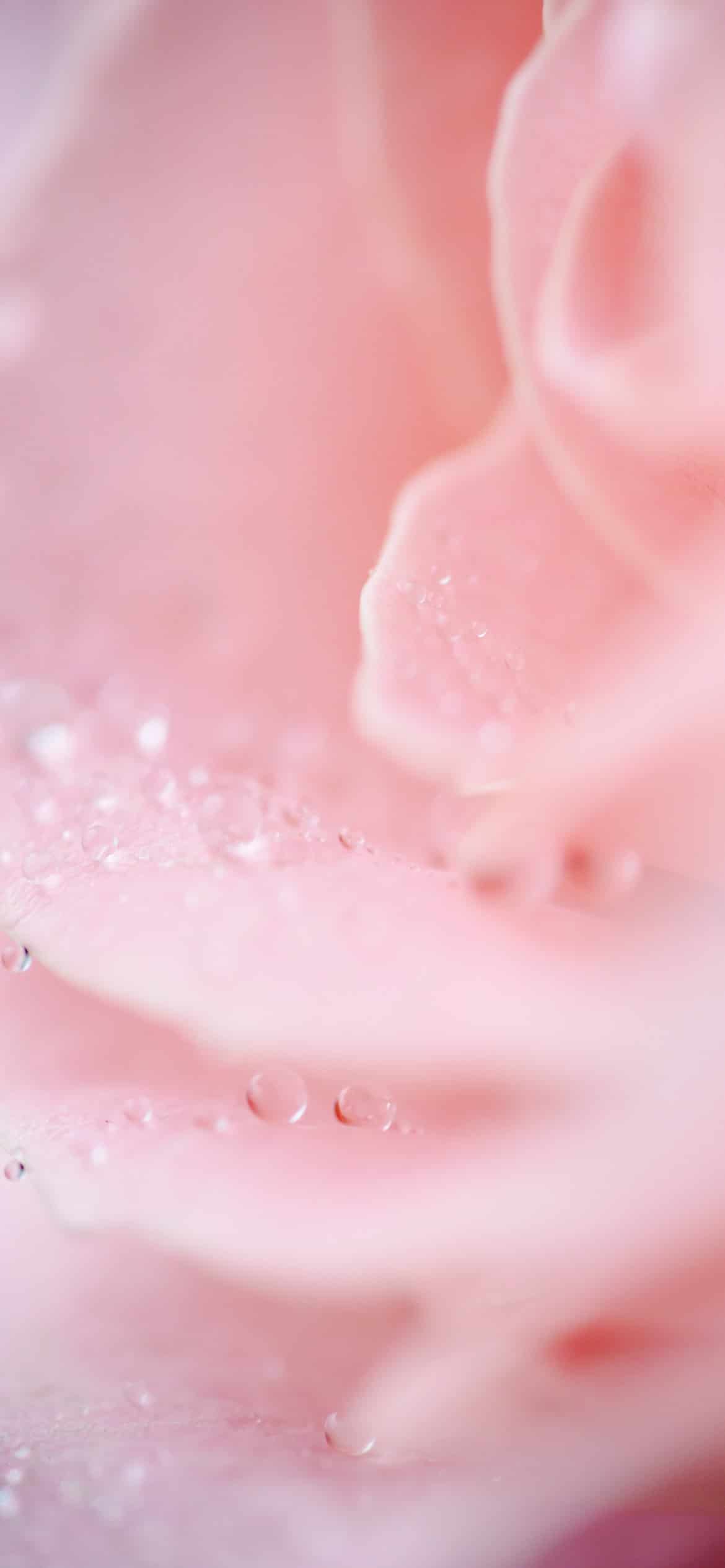 A close up of a pink whipped body butter with beads of water on top. - Pastel pink