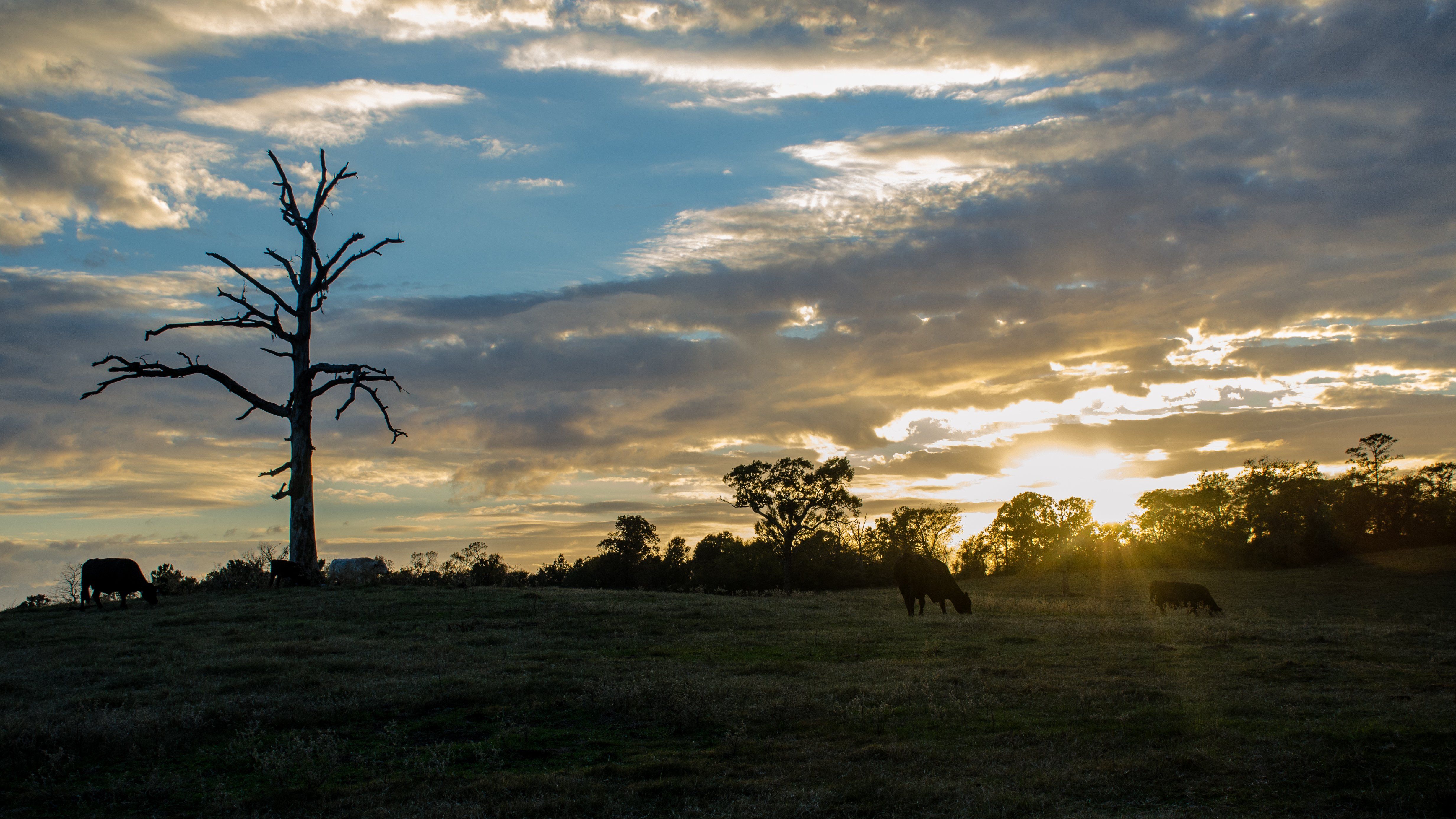 A field with cows and a dead tree at sunset. - Texas