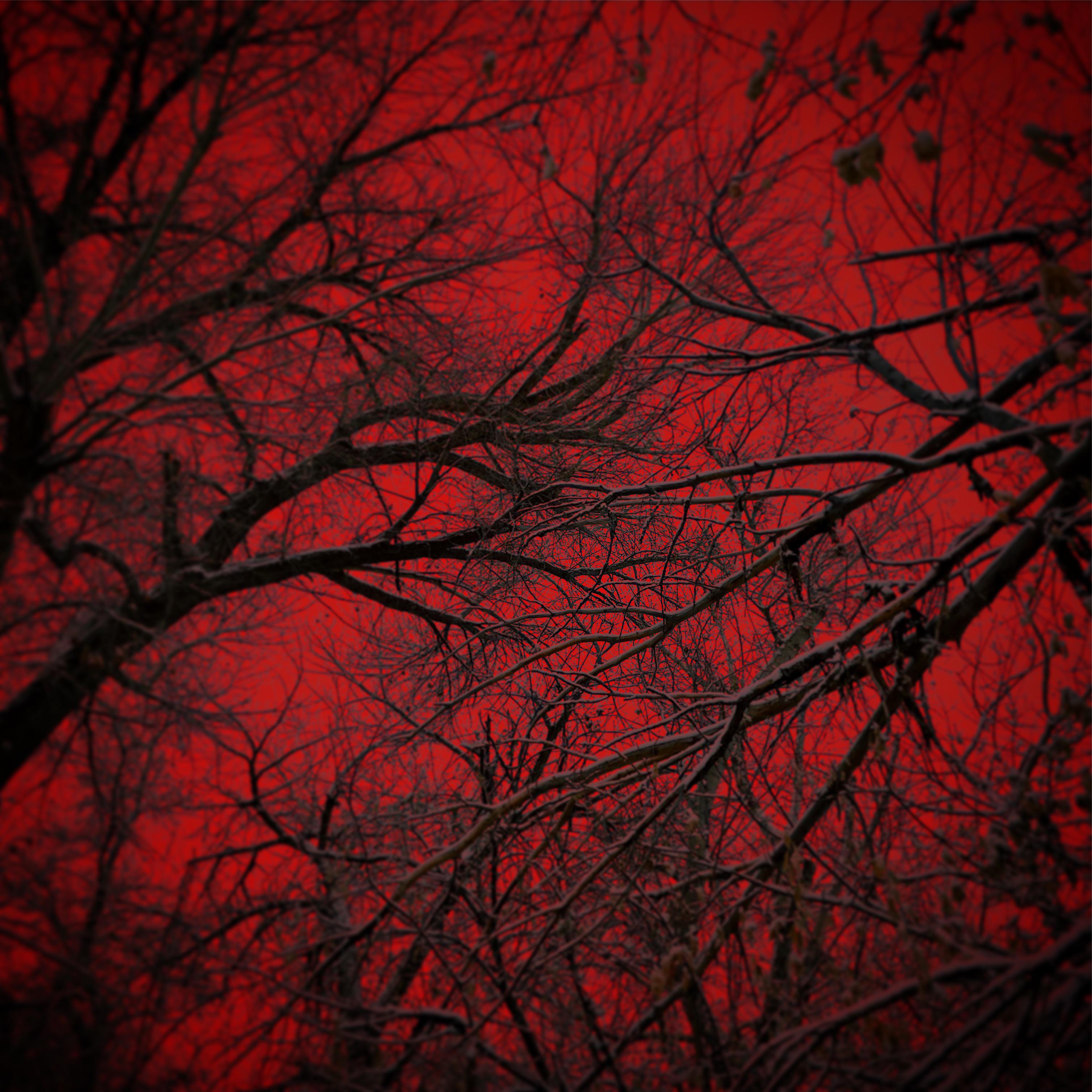 A red sky with trees in the foreground - Crimson