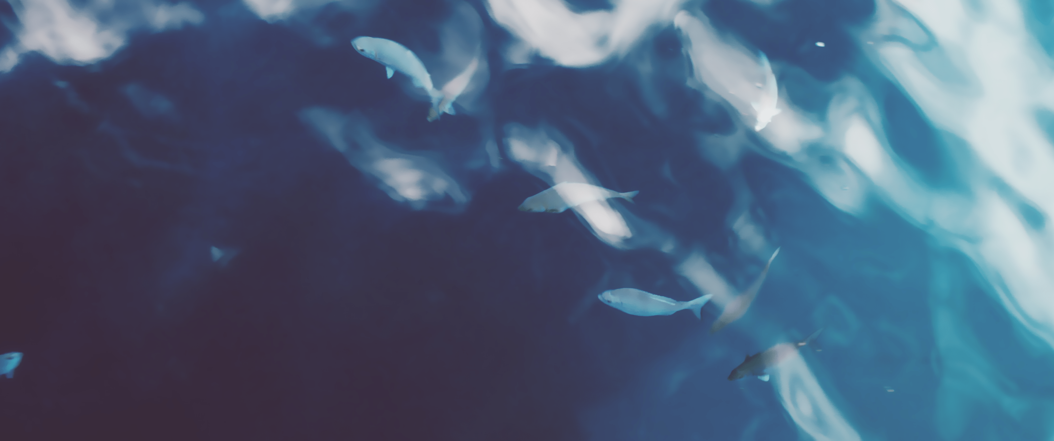 A group of fish swimming in a blue ocean. - Underwater, 3440x1440