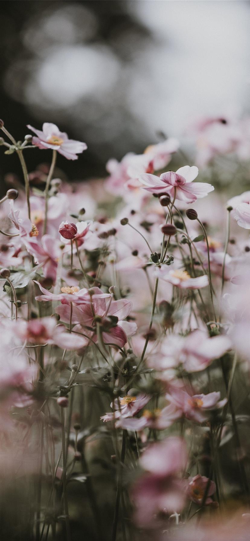A close up of some flowers in the grass - Pastel pink