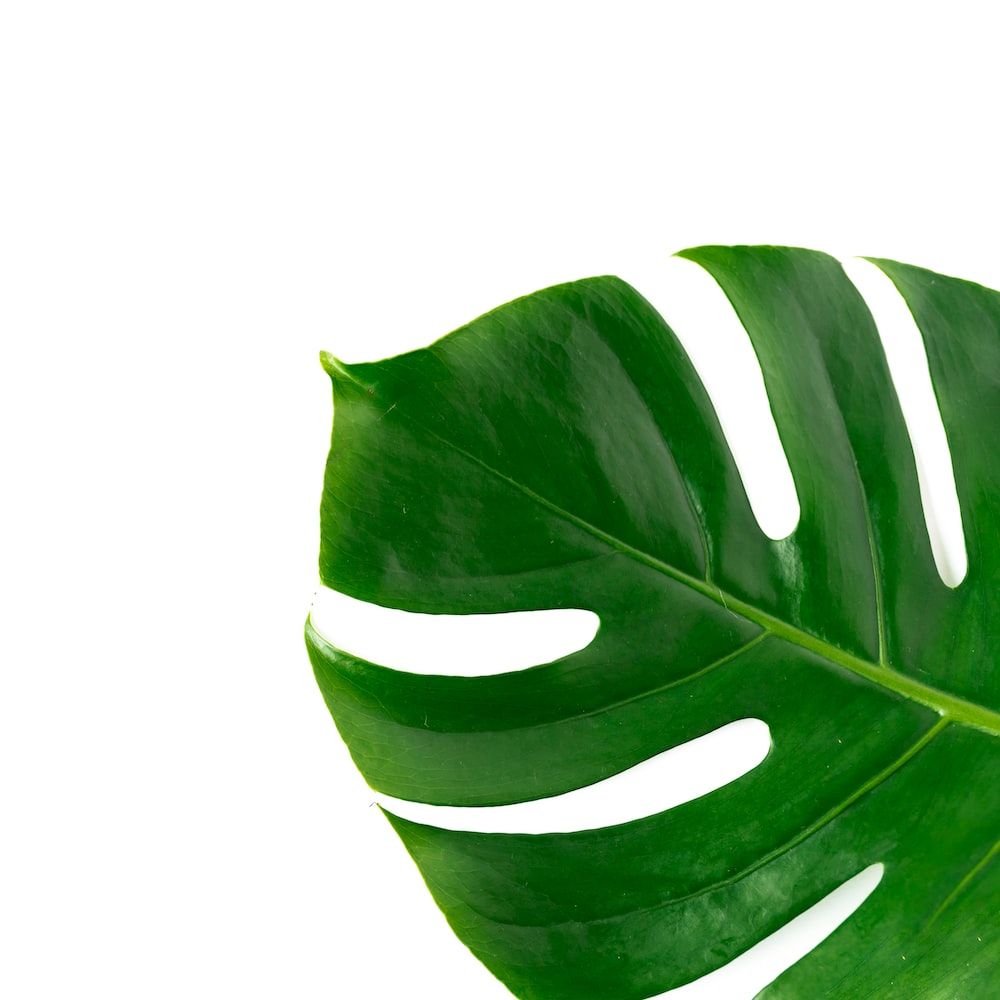 Monstera Leaves Picture. Download Free Image
