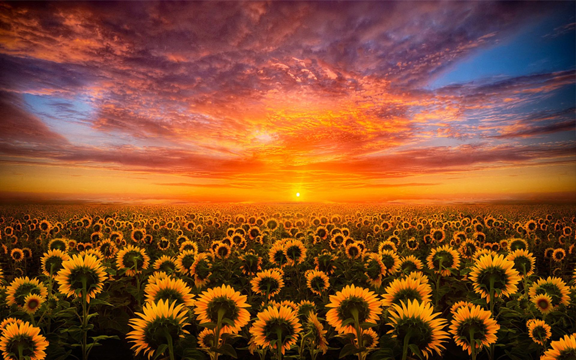 Sunset Red Sky Cloud Field With Sunflower HD Desktop Wallpaper For Mobile : Wallpaper13.com
