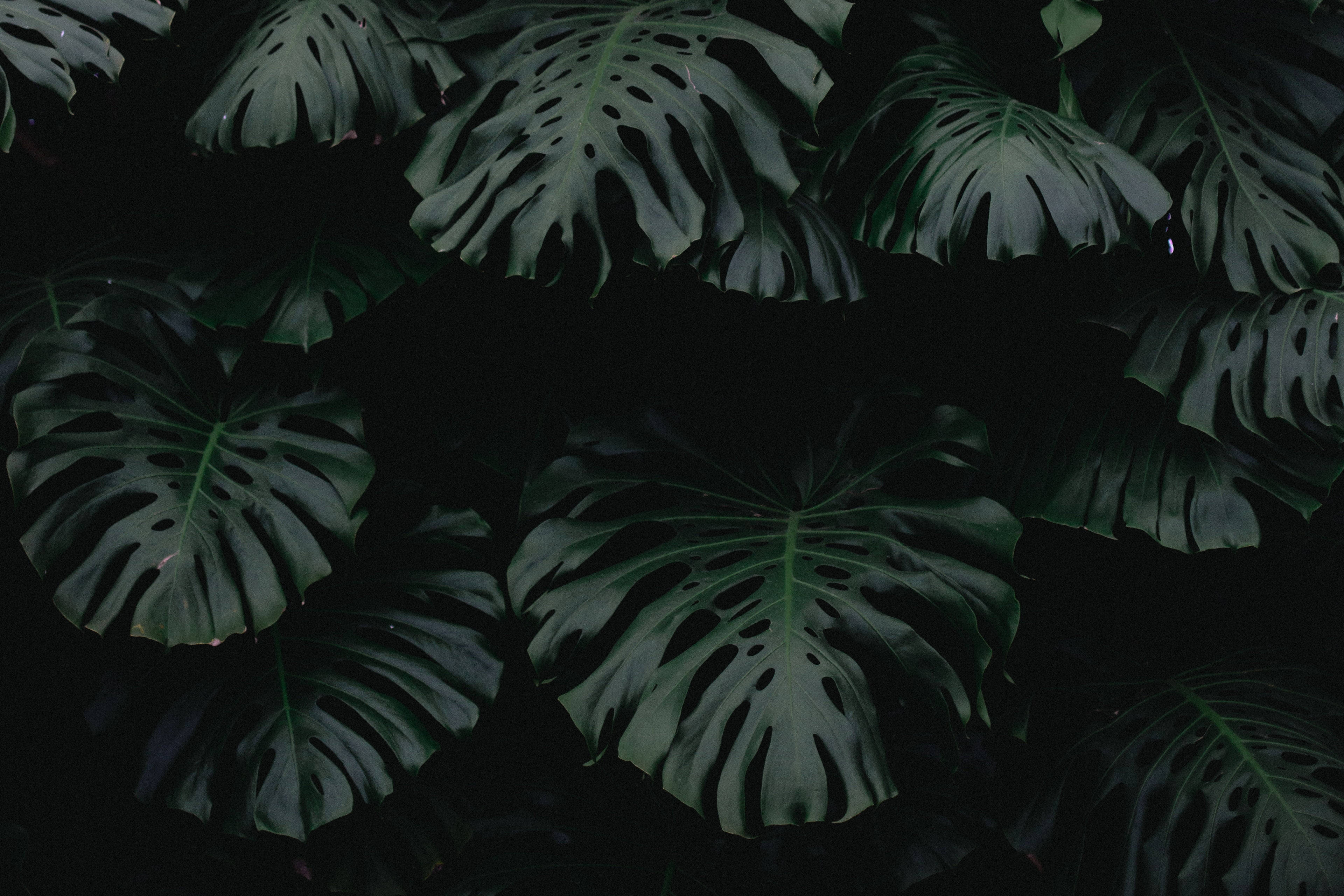Download Dim Monstera Leaves Plant 4k Background Wallpaper