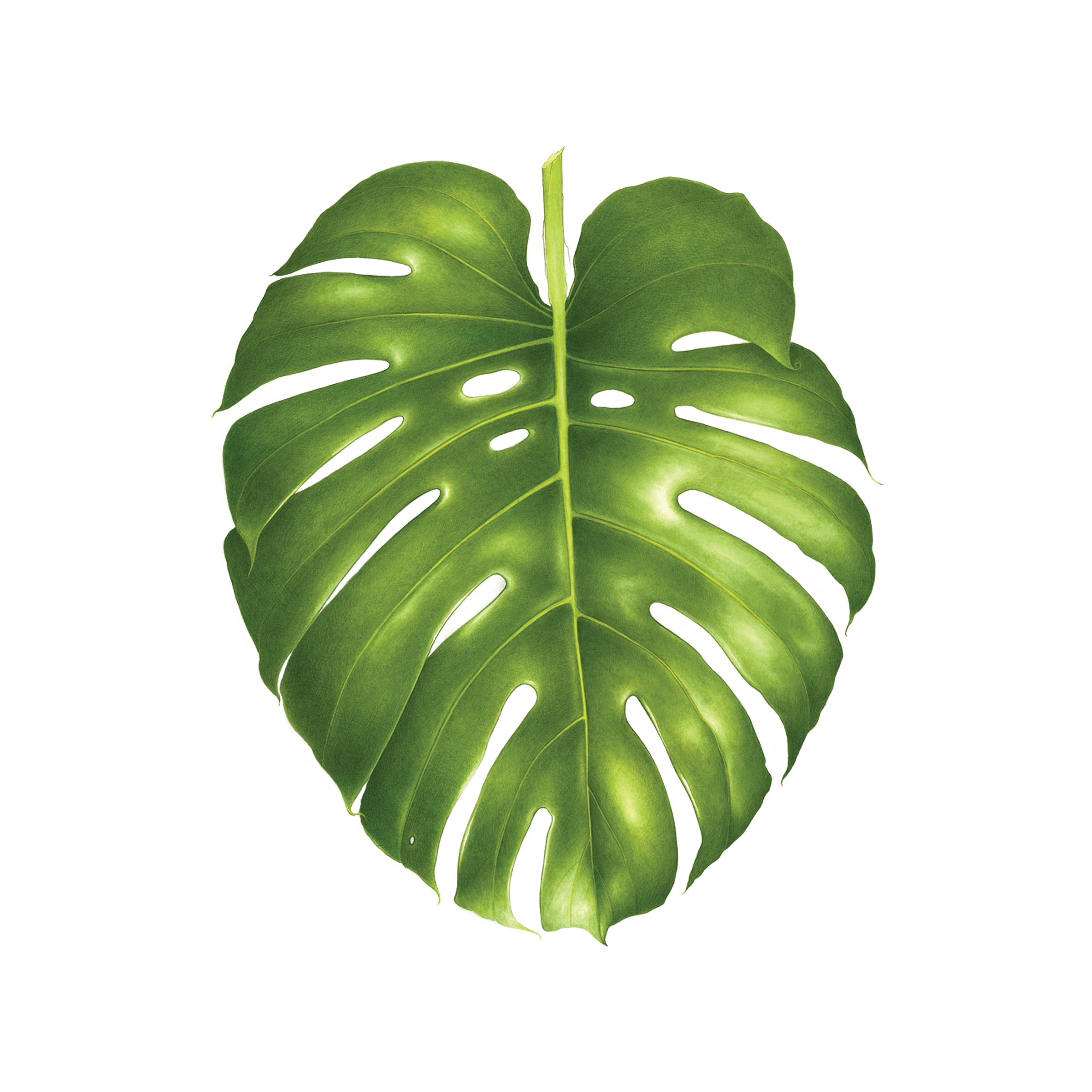Philodendron Monstera by Vincent Jeannerot from Tattly Temporary Tattoos