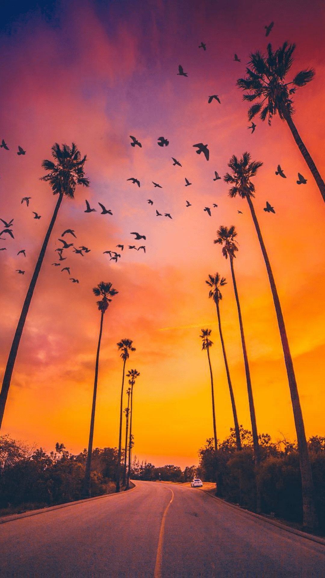 A flock of birds flying over a palm tree lined road during a sunset - Sunset