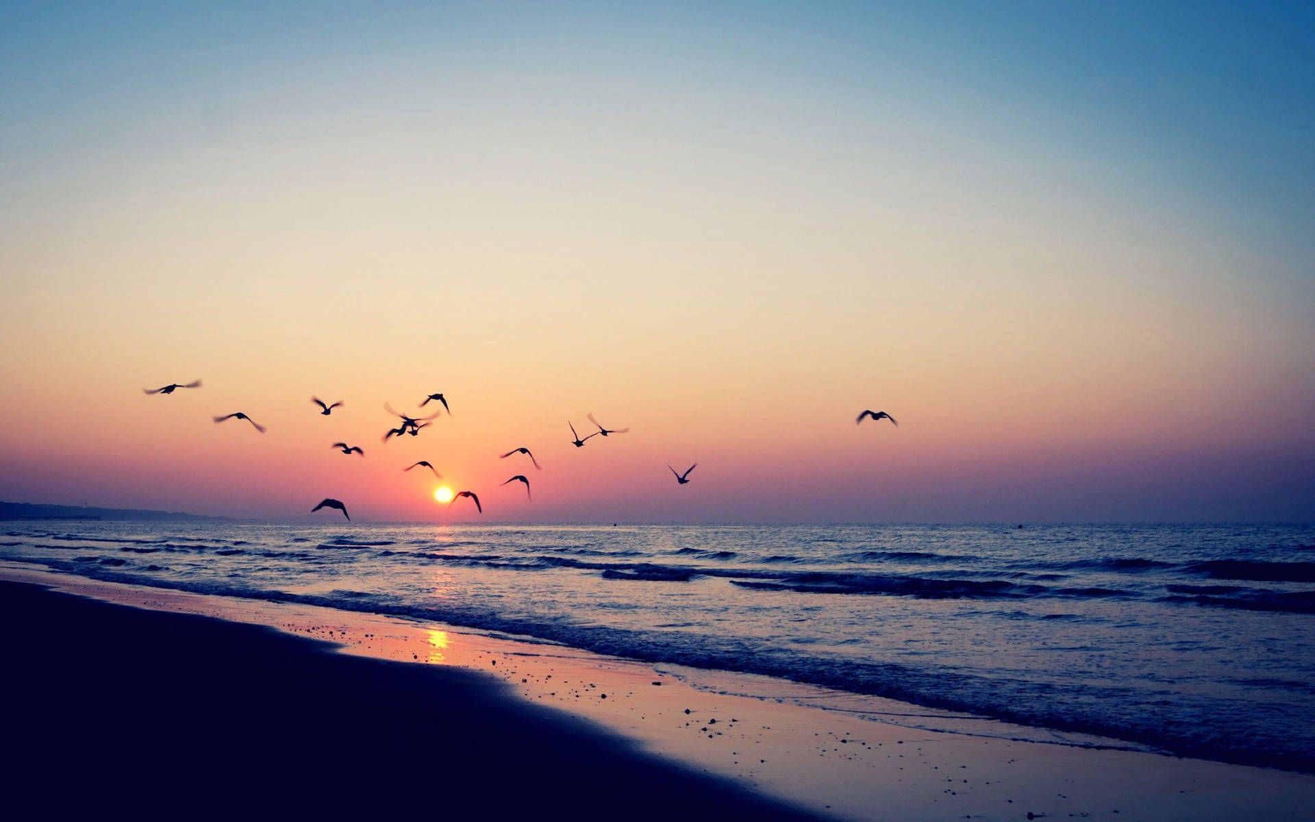 A flock of birds flying over the ocean during sunset. - Summer, sunset