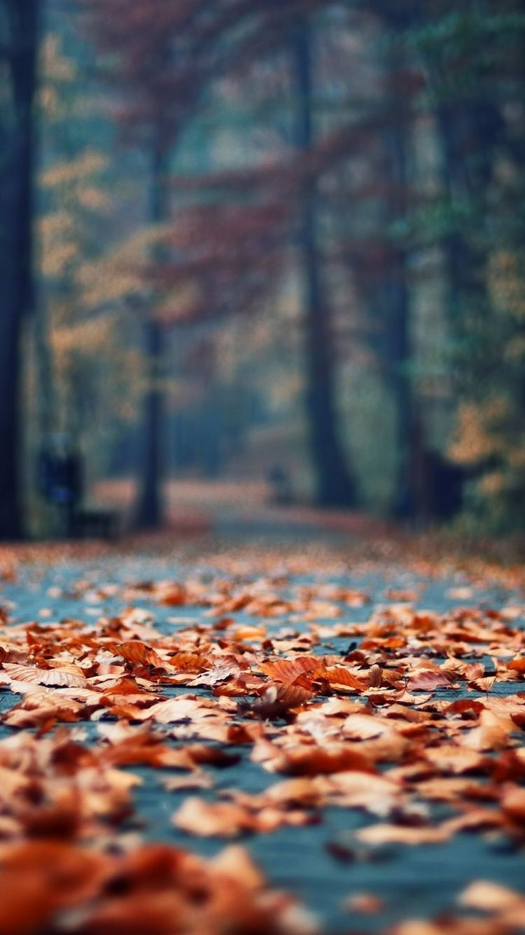 A close up of some leaves on the ground - Vintage fall, fall iPhone, fall