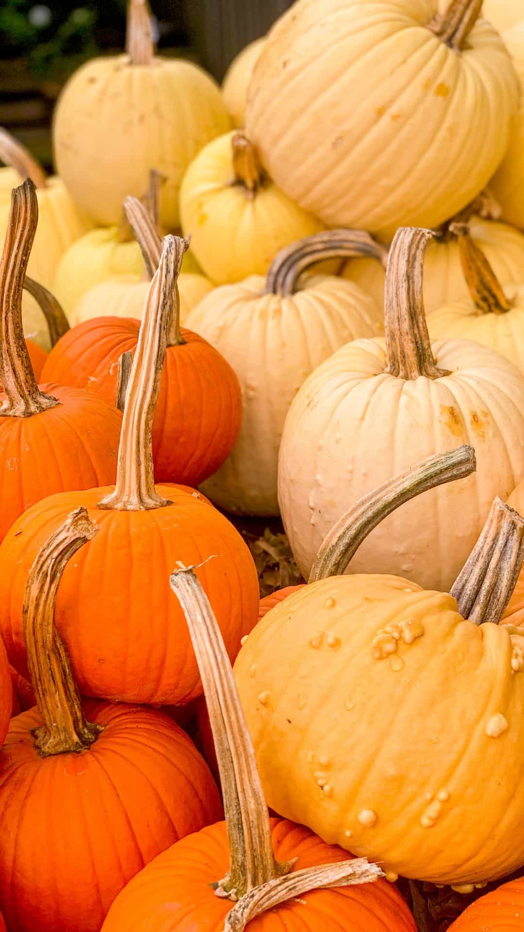A variety of pumpkins in different shapes, sizes, and colors. - Fall iPhone