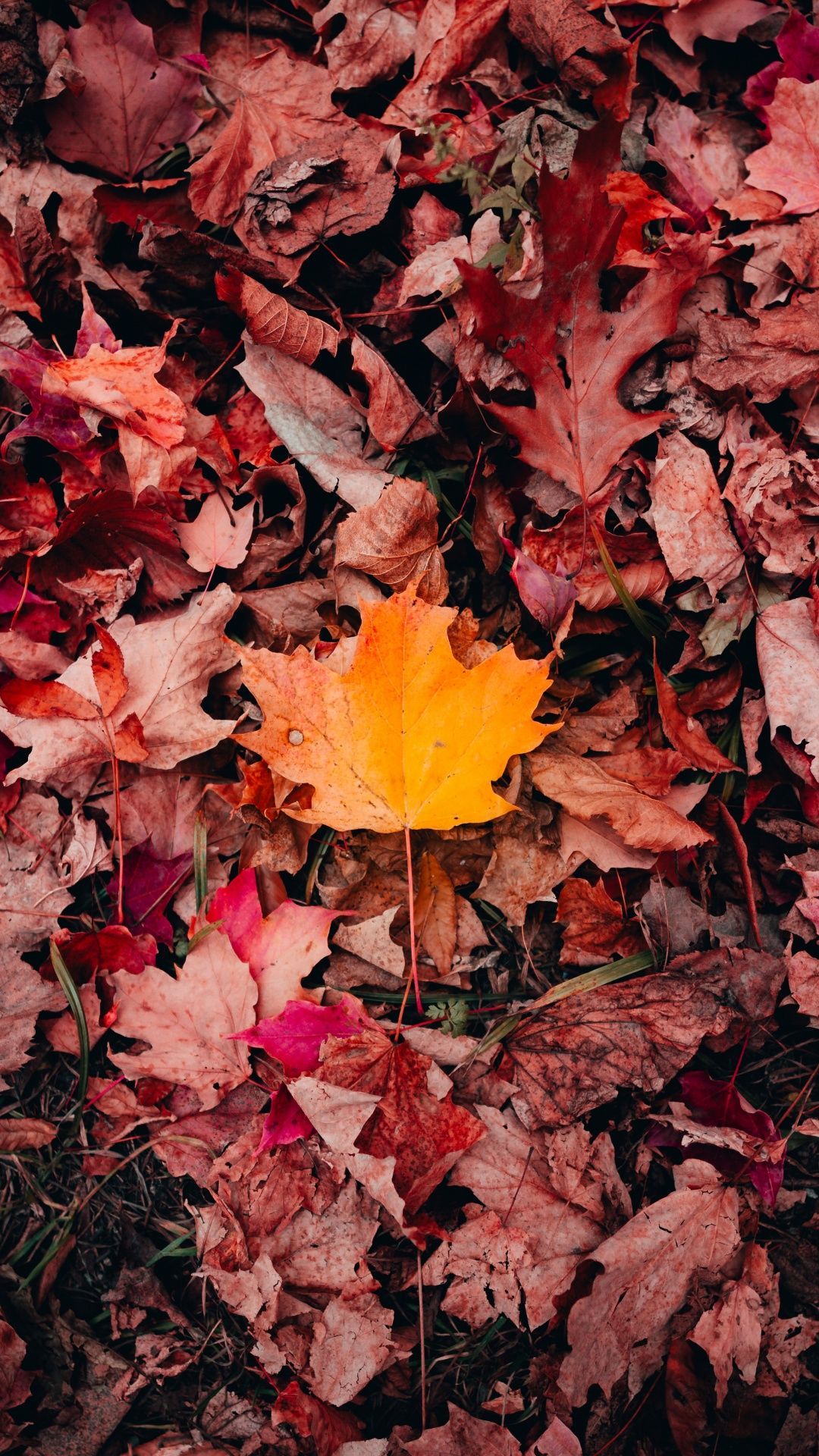IPhone wallpaper of a yellow leaf on the ground surrounded by red leaves. - Fall iPhone