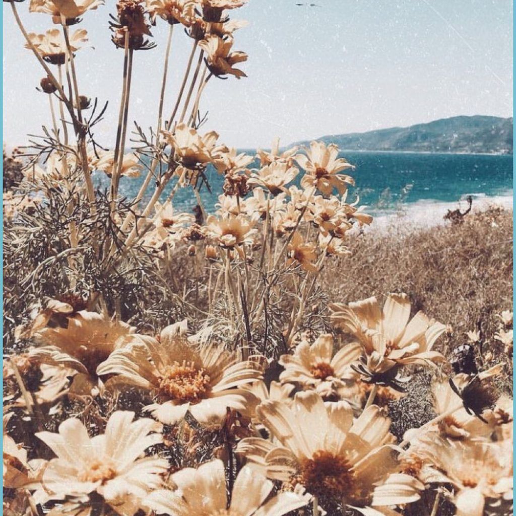 A field of flowers next to the ocean - Boho